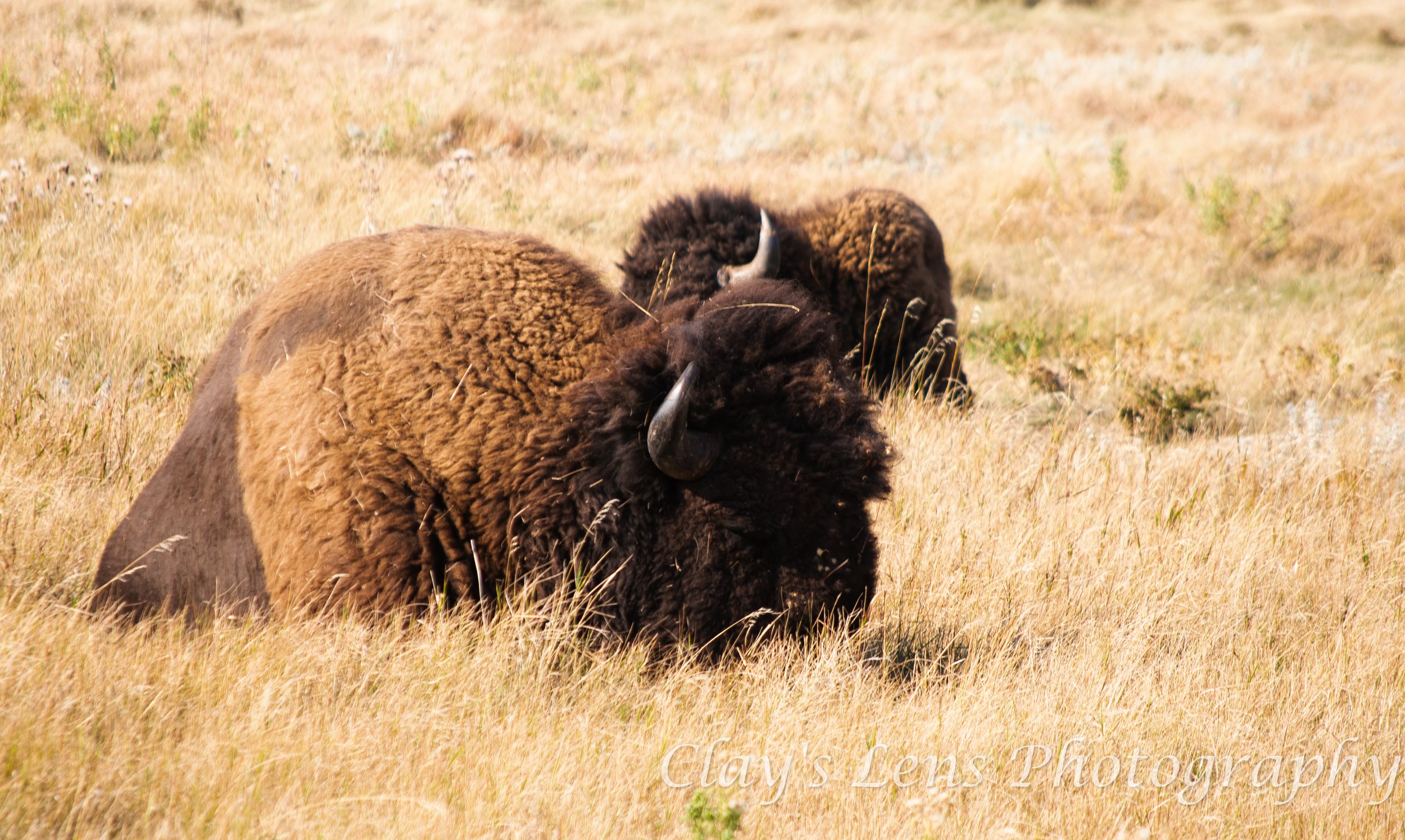 Sleeping Bison SD preview.jpg