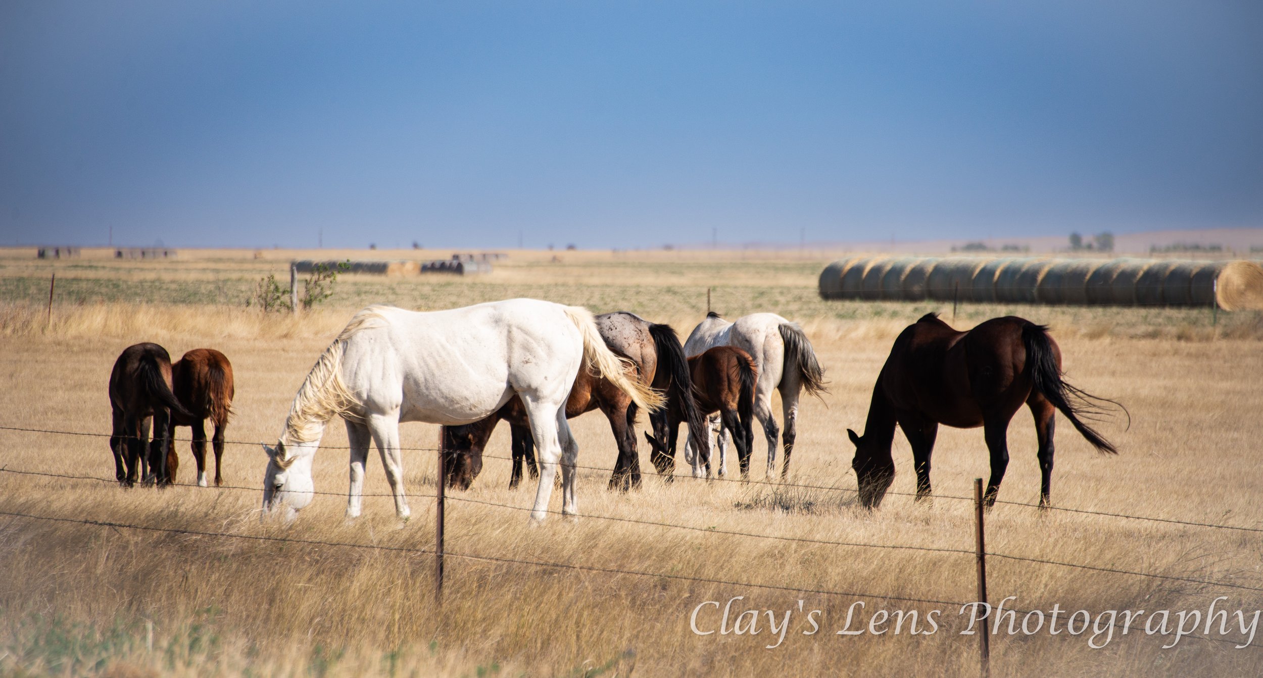 Grazing Horses Nat'l Preview.jpg