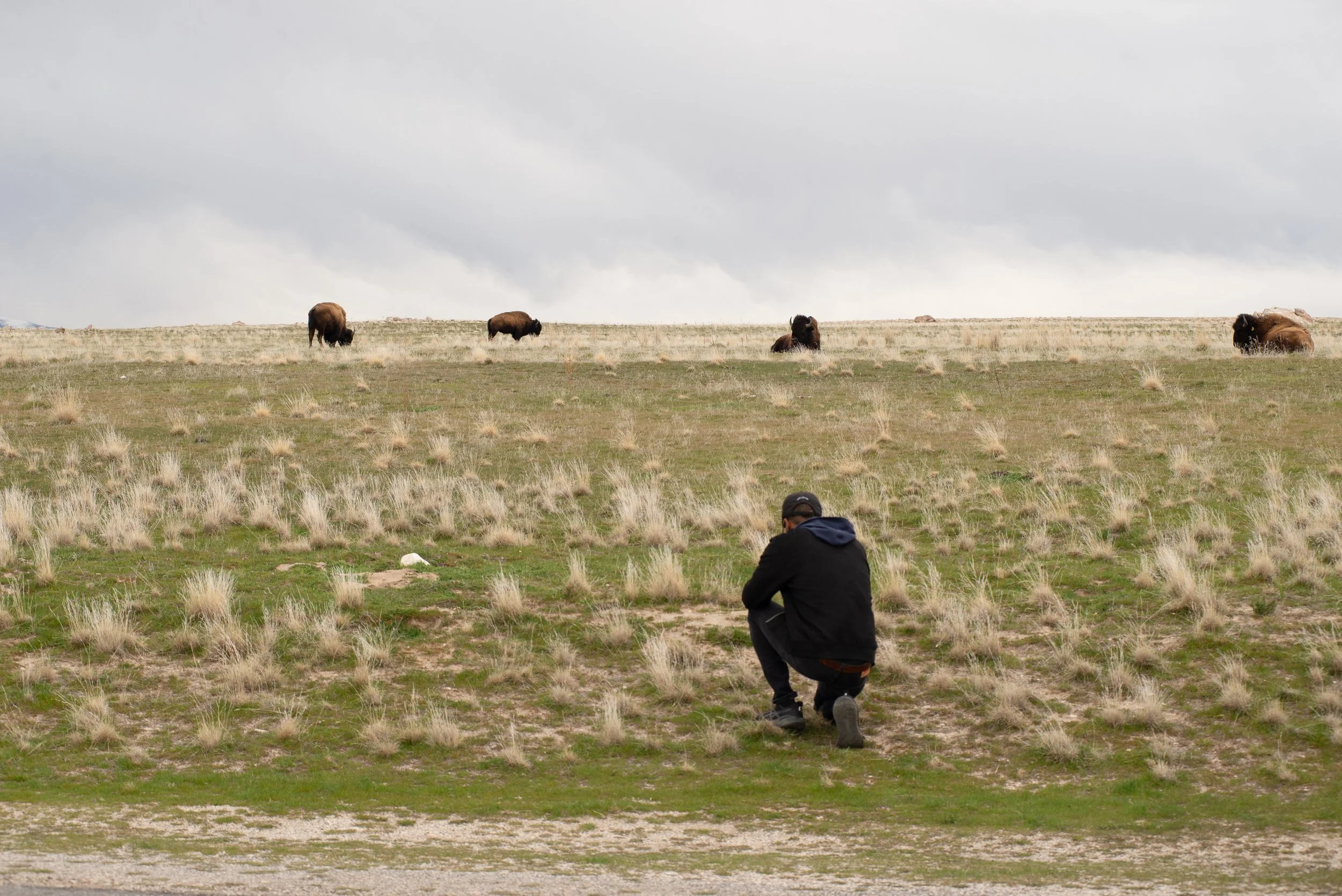Photographer kneeling in grass photographing bison herd on Antelope Island under cloudy sky