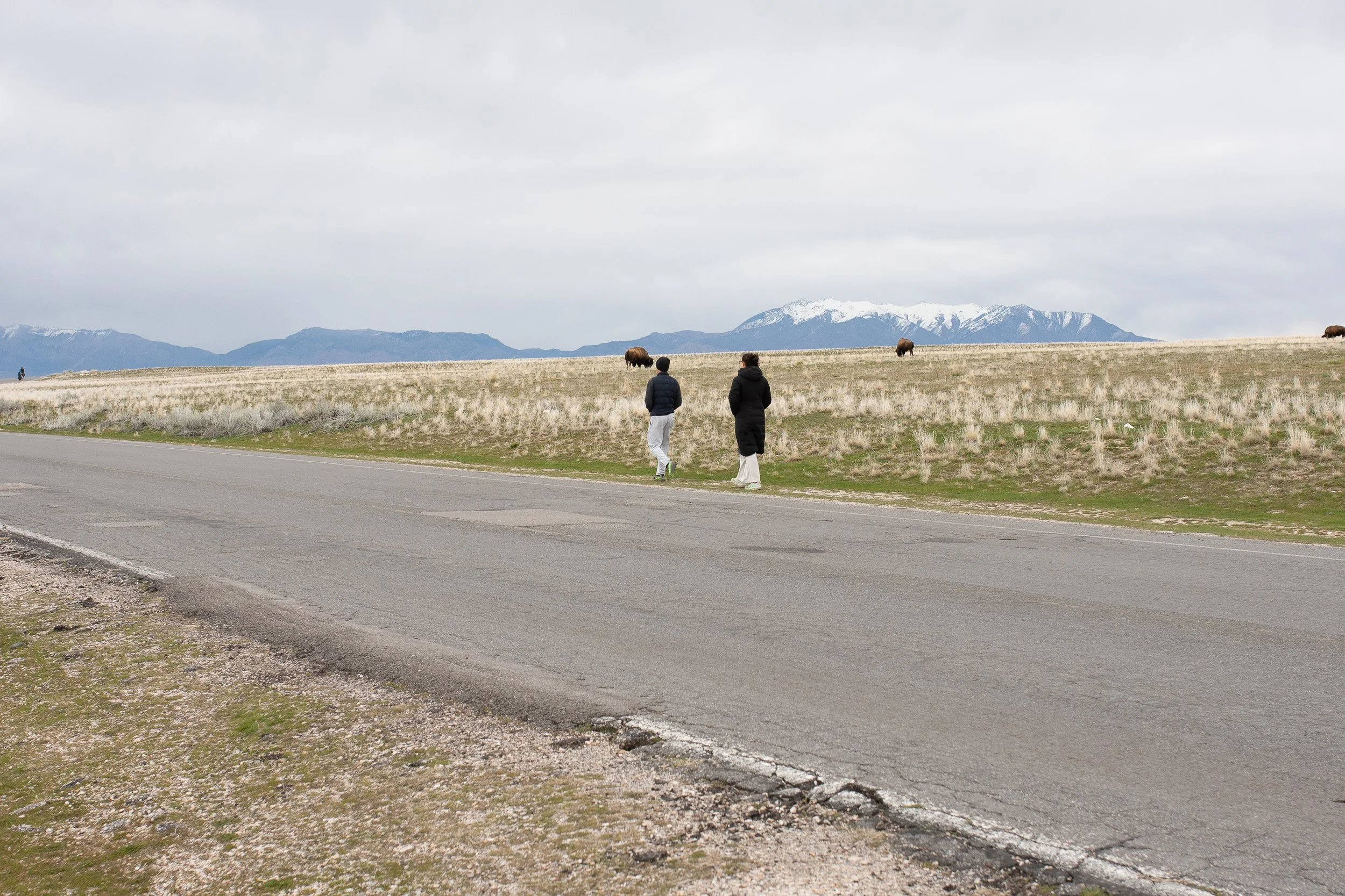 People walking along road on Antelope Island with bison grazing and snowy mountains in background