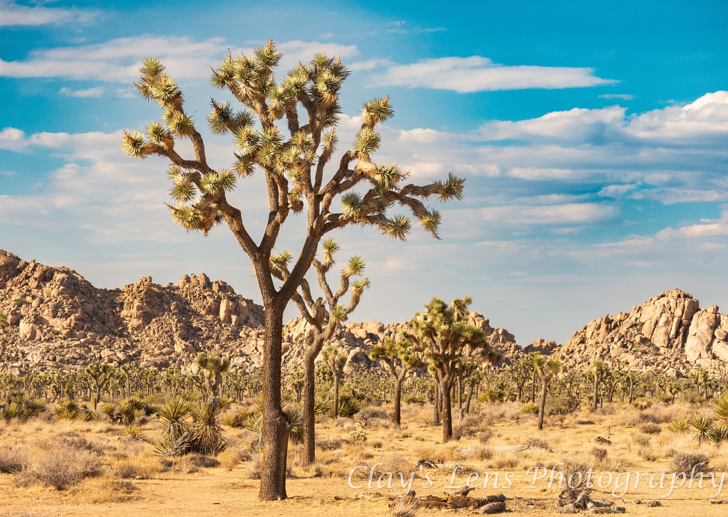 Joshua Tree Nat'l Preview.jpg