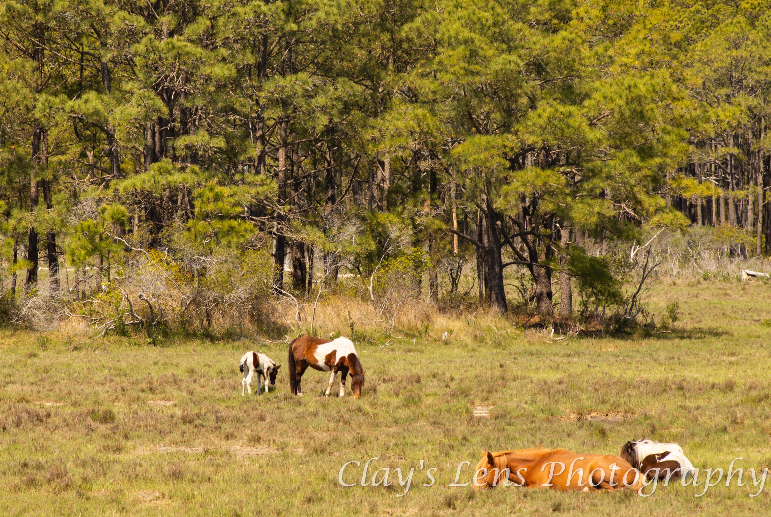 Grazing Chincoteague Ponies with Foal – Assateague Island Wildlife Photo by Clay’s Lens