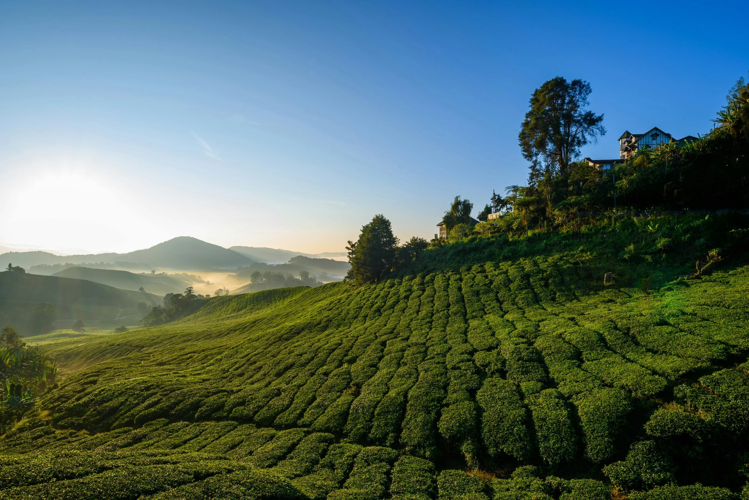 Paysage de collines verdoyantes avec des plantations de thé, maisons sur une colline sous un ciel bleu, au lever du soleil.