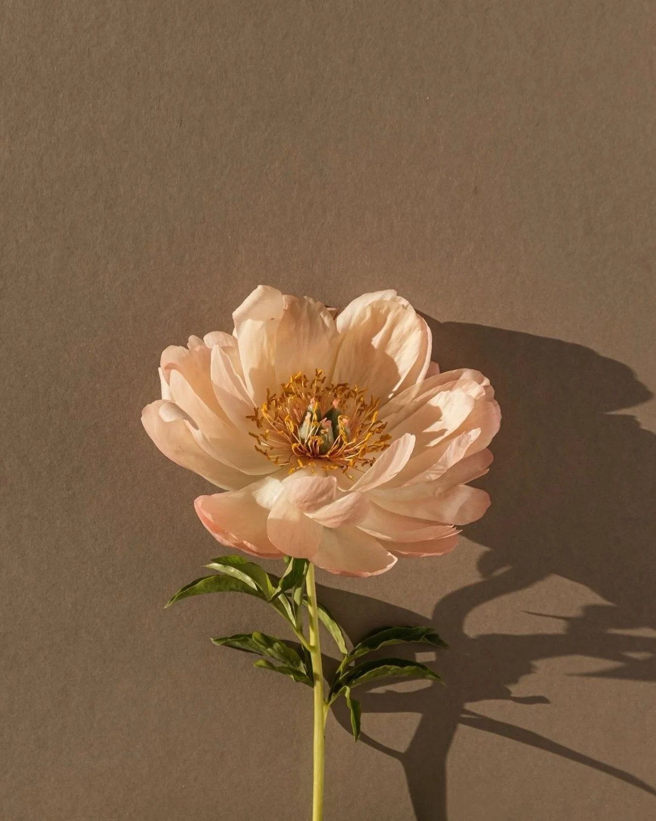 P&acirc;ques approche&hellip; et avec elle, son lot de tentations chocolat&eacute;es.

&Agrave; Lyon, les chocolatiers redoublent de cr&eacute;ativit&eacute; pour imaginer des pi&egrave;ces aussi belles que gourmandes : lapins, poules, &oelig;ufs rev