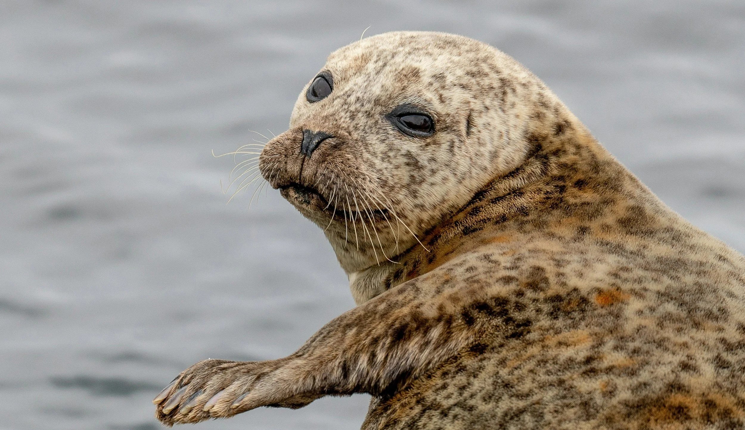 Wildlife You Can See From Your Boat in Genoa Bay: A Boater’s Guide to Vancouver Island Marine Life