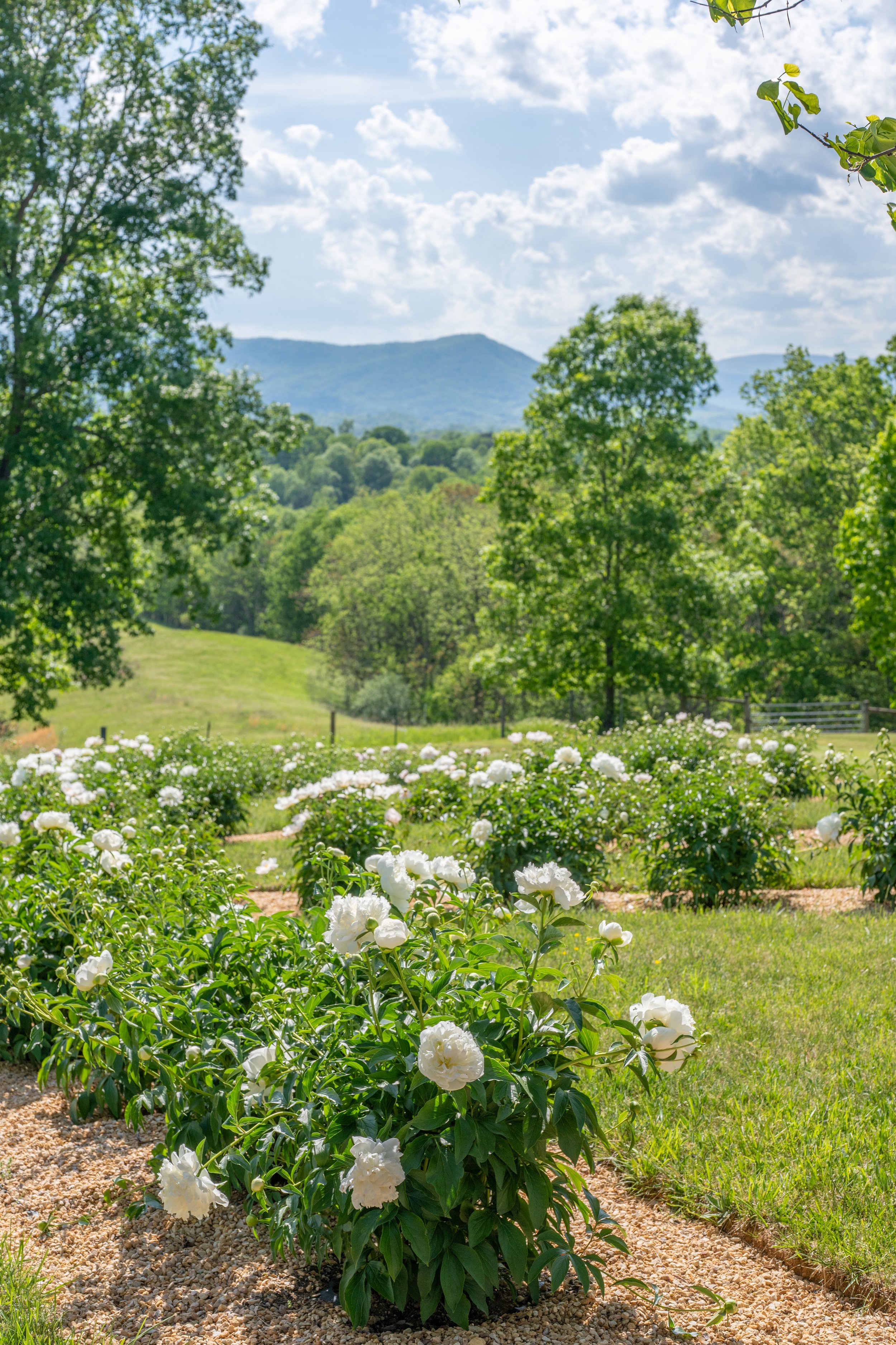 PeonyHill_-59.jpg
