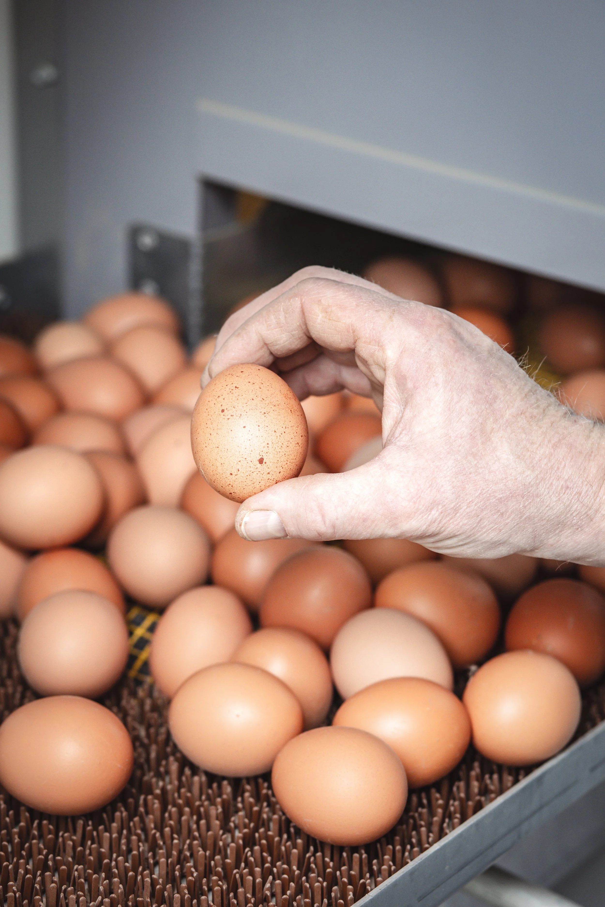 Frische Eier von unseren Hühnern in Venwegen