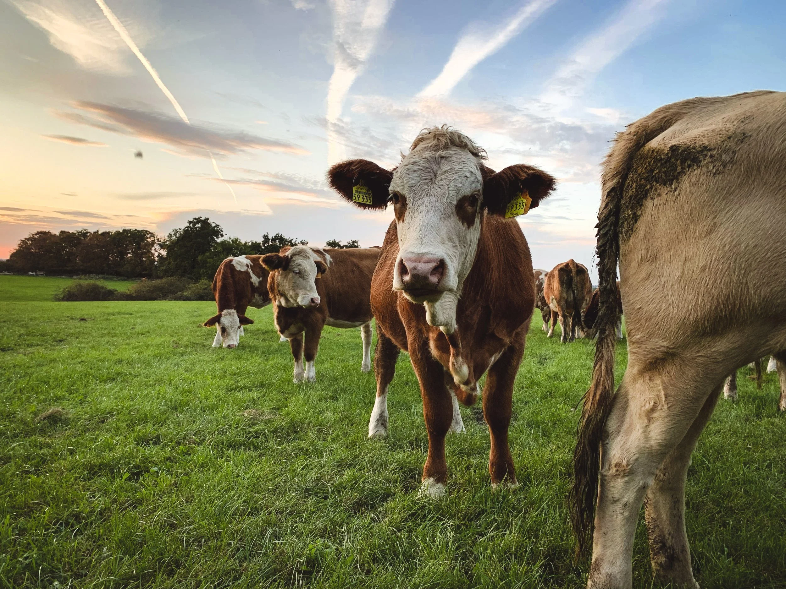 Unsere Kuhherde in Freilandhaltung in Venwegen