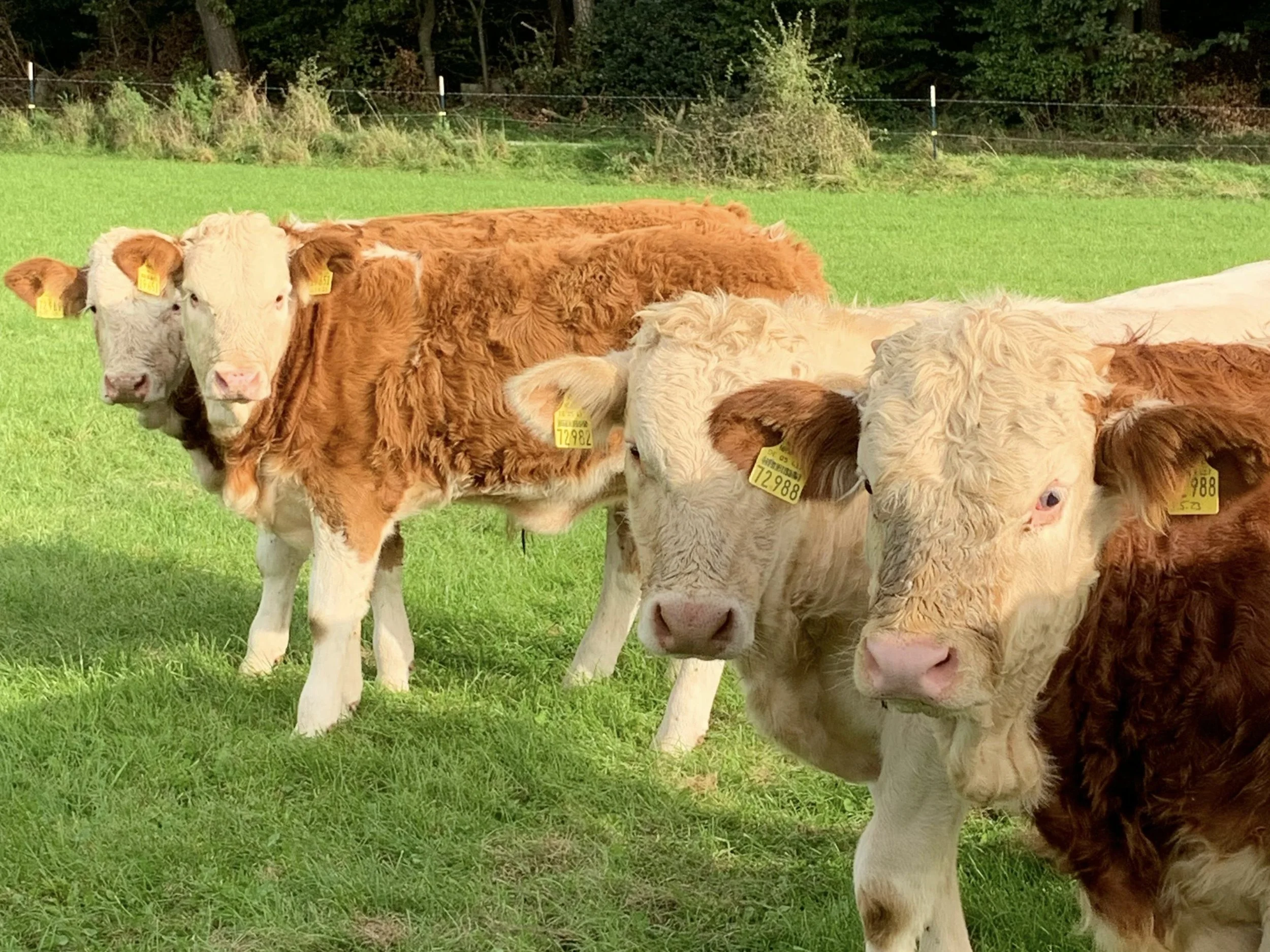 Unsere Kühe auf den Wiesen in Stolberg