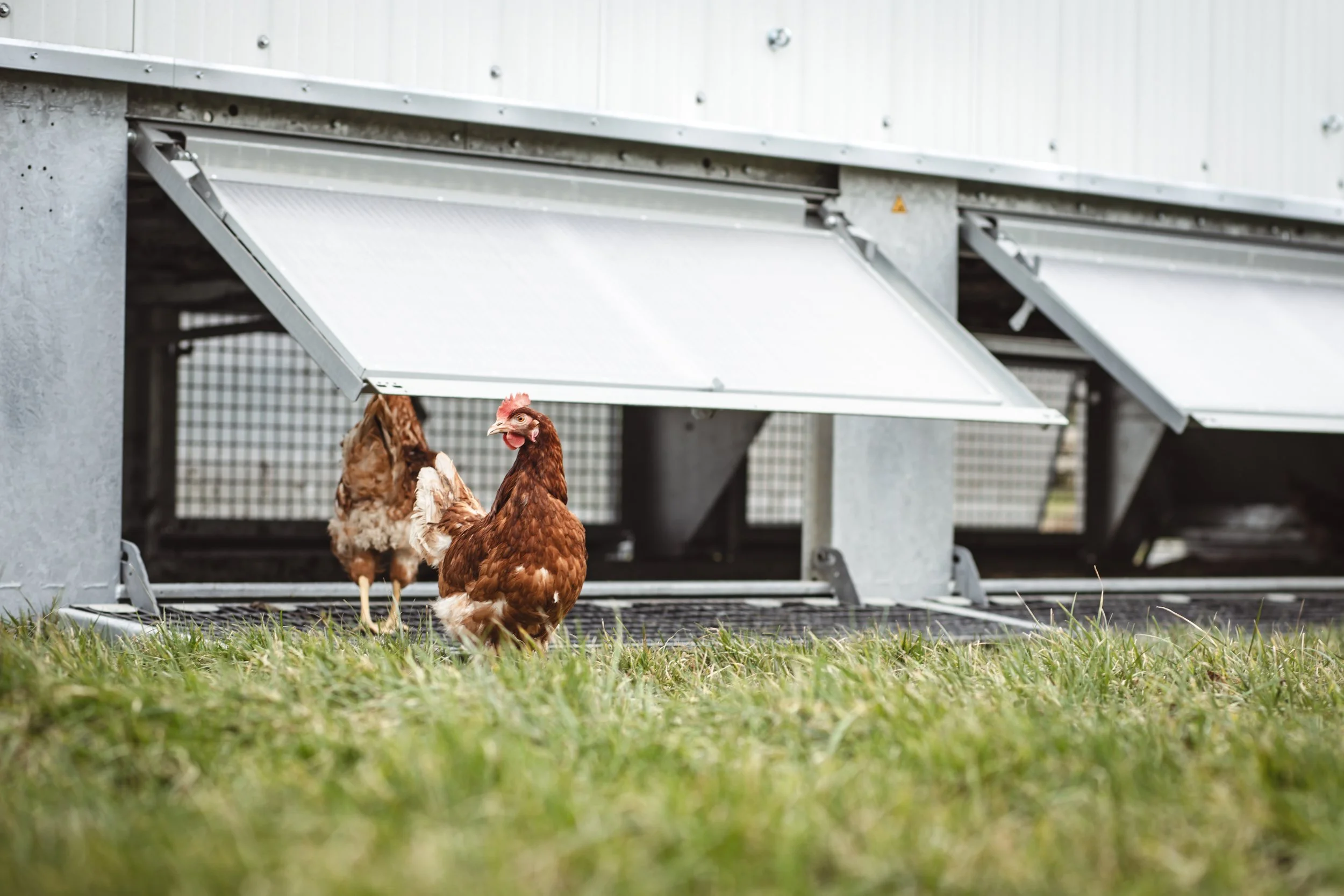 Unsere Hühner in Freilandhaltung in Venwegen