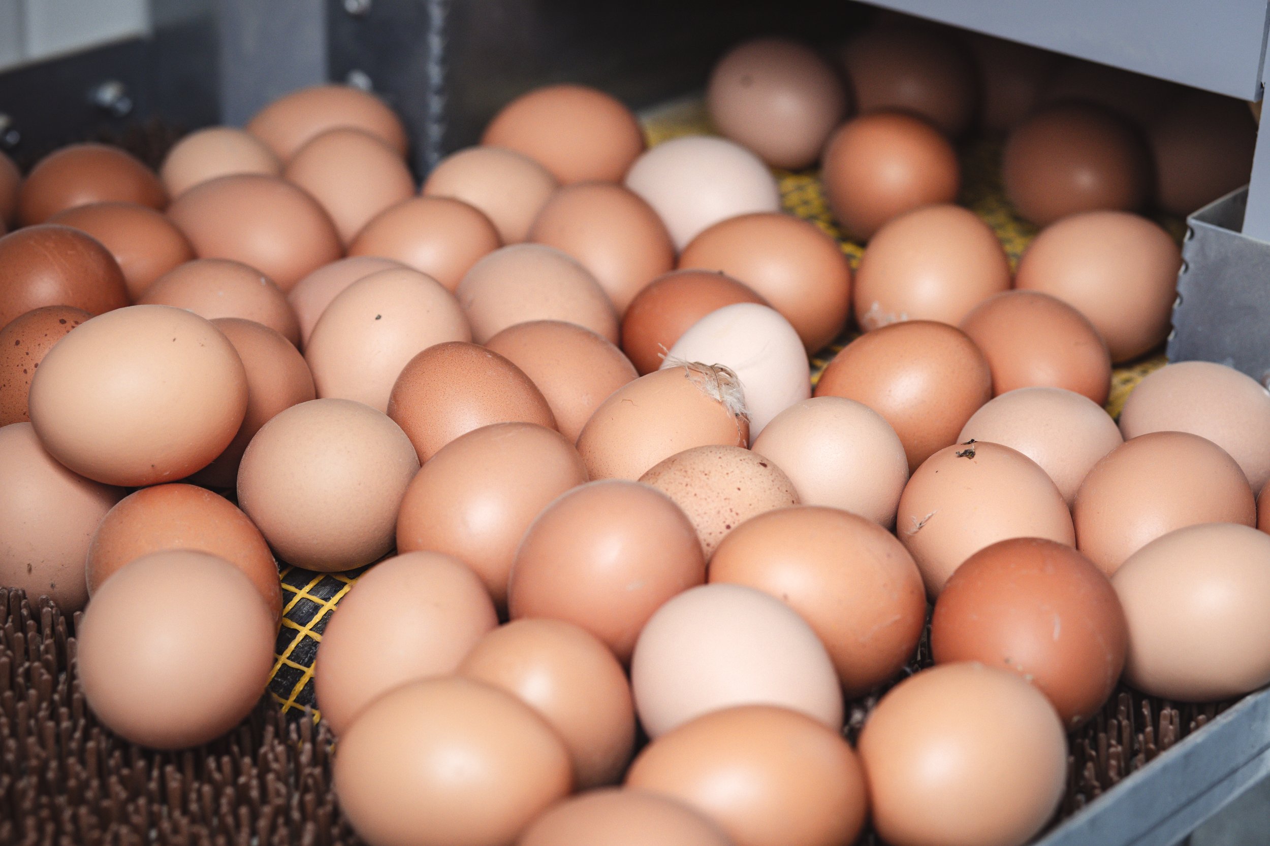 Unsere Eier auf Freilandhaltung in der Eifel
