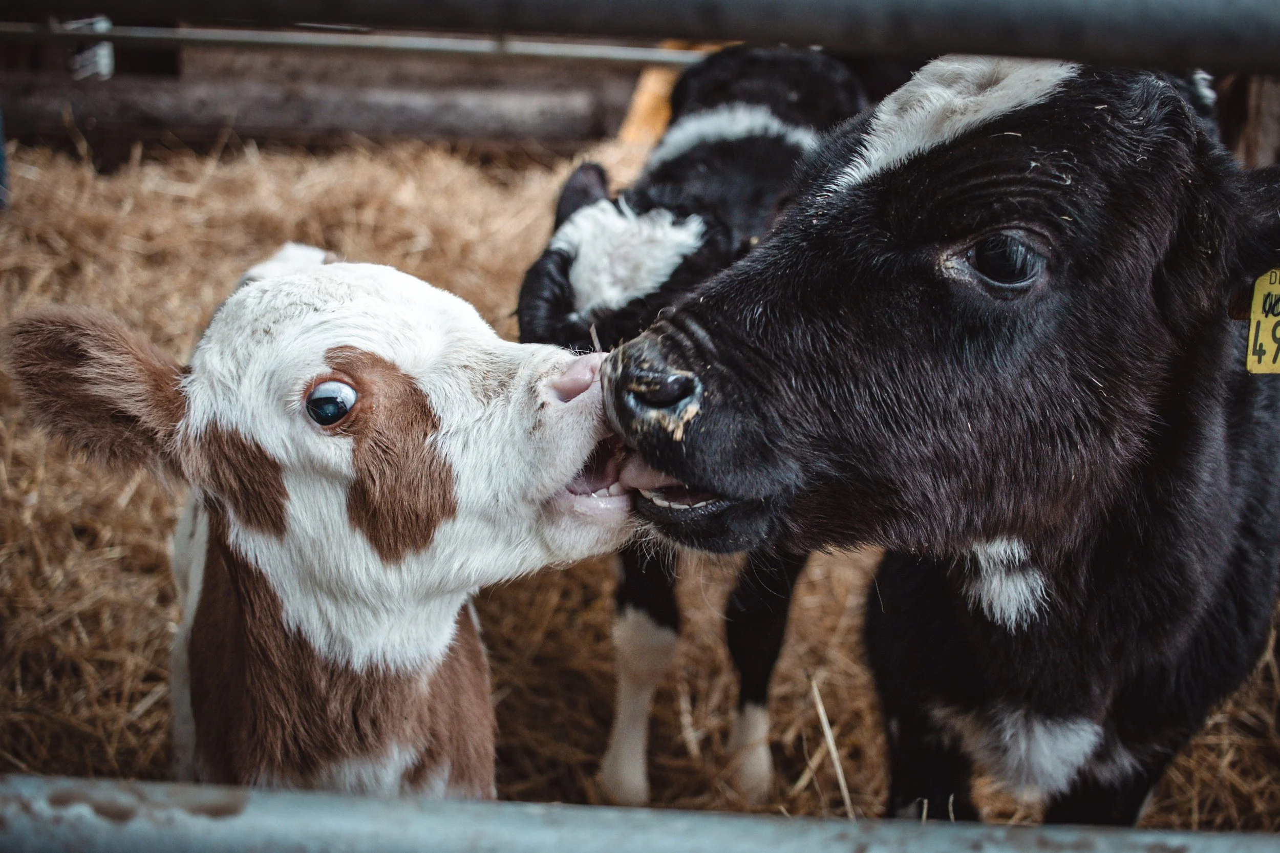Unsere Kühe mit Kalb in Stolberg