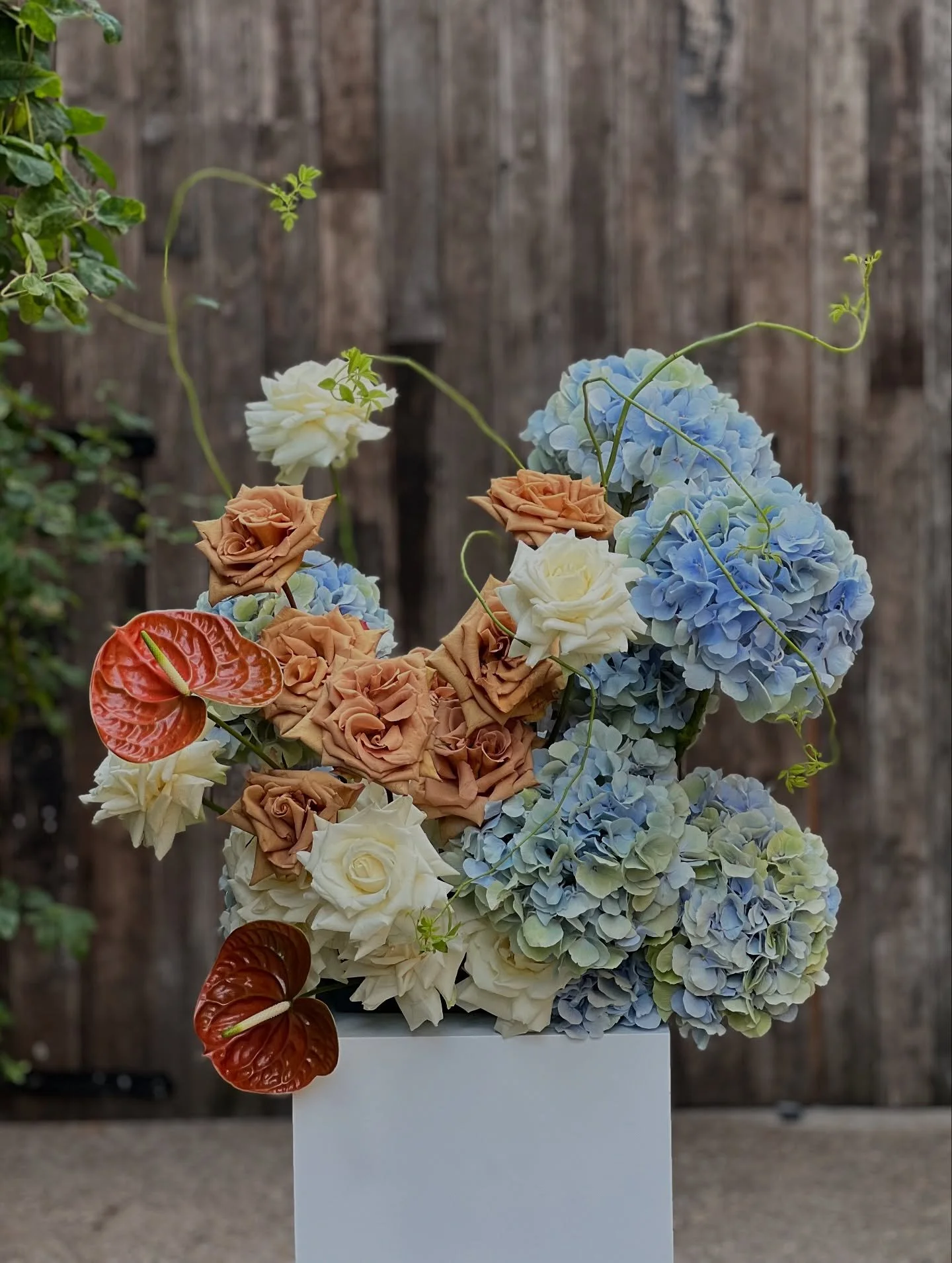 Hydrangeas, roses, anthuriums - classic sculptural trio 🪨

Venue: @100barrington

Team: @salad.studios @freckledpetalflowers