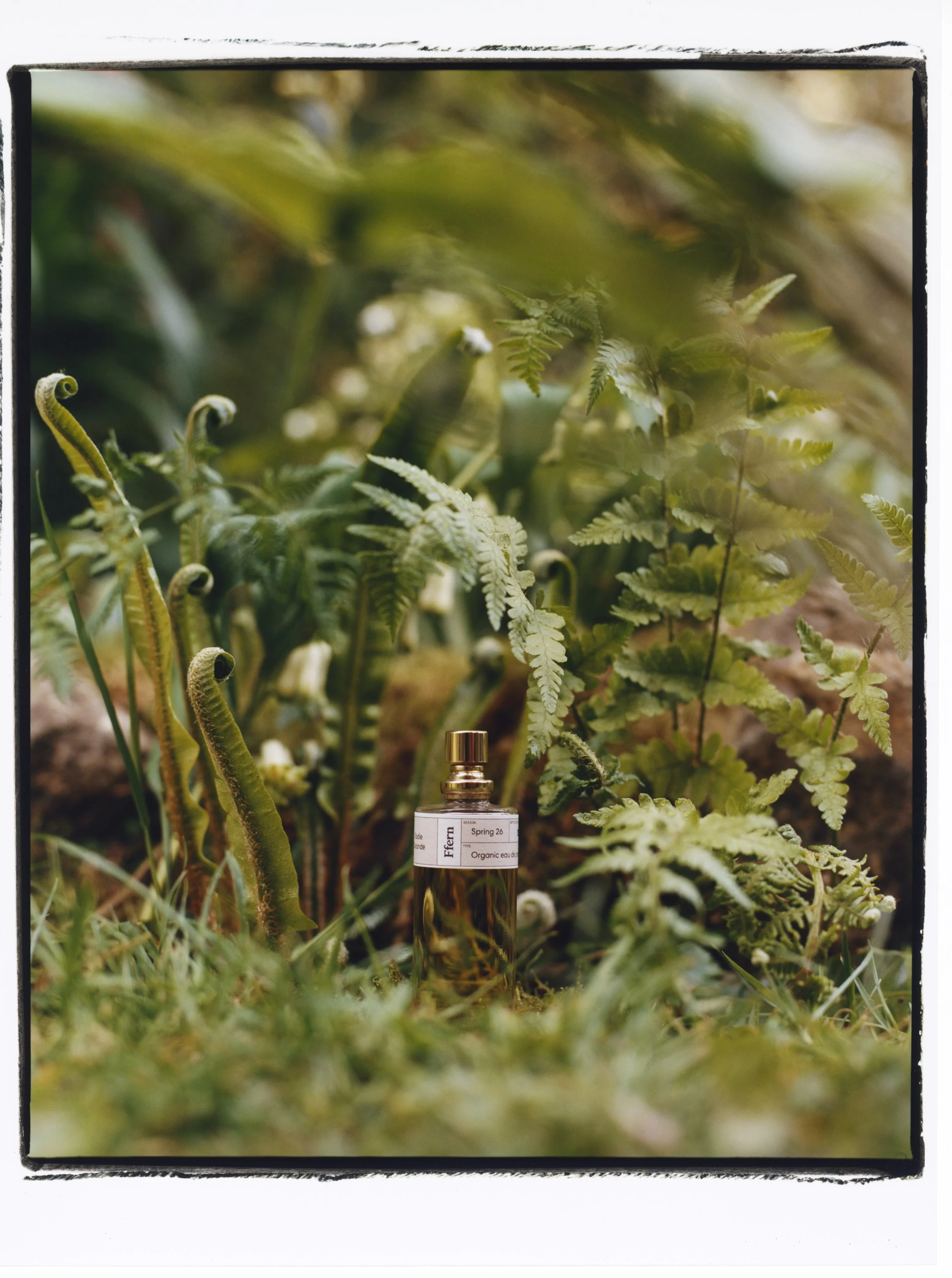 Ffern Spring 2026 campaign florals