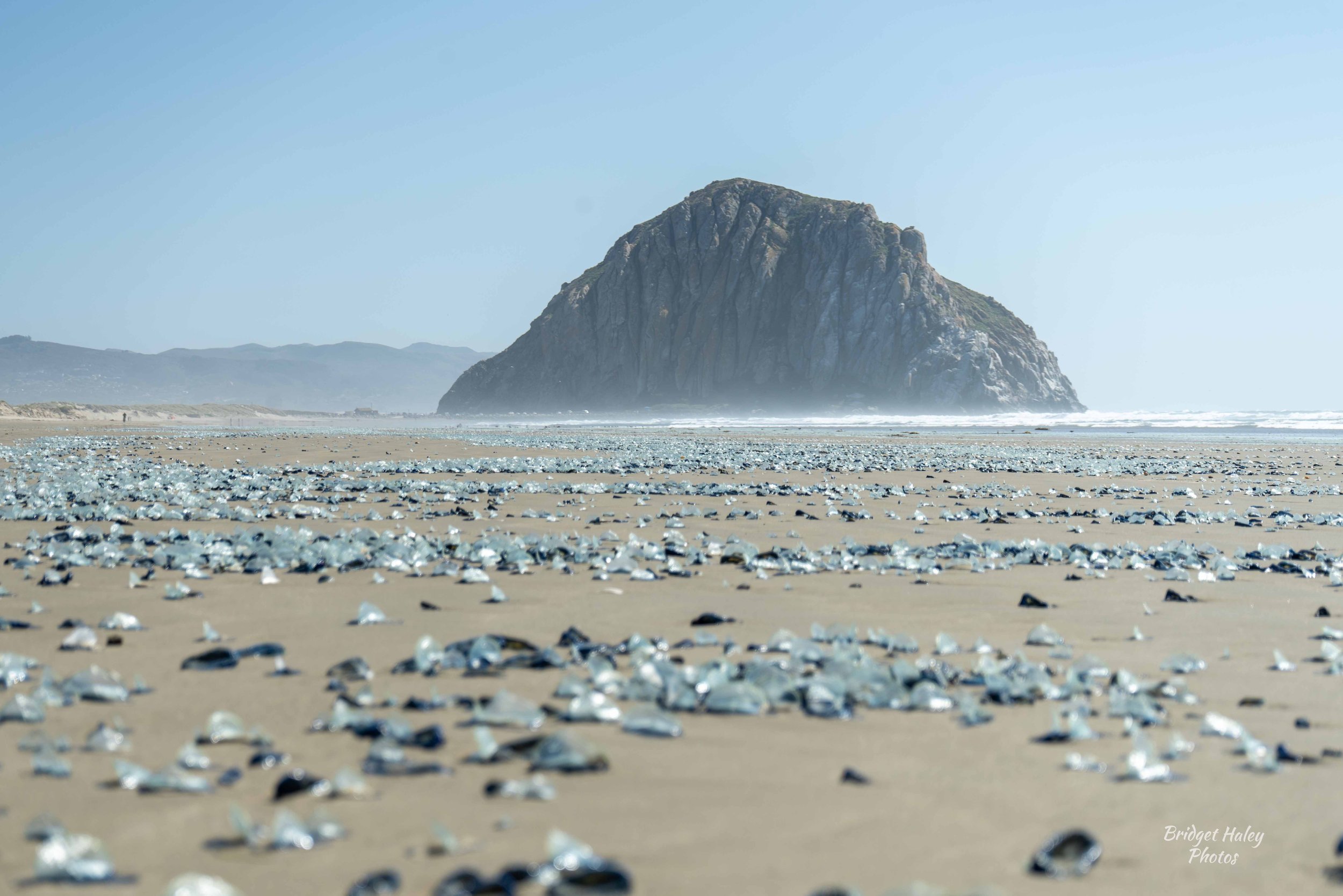 By-the-Wind Sailors surround Morro Rock
