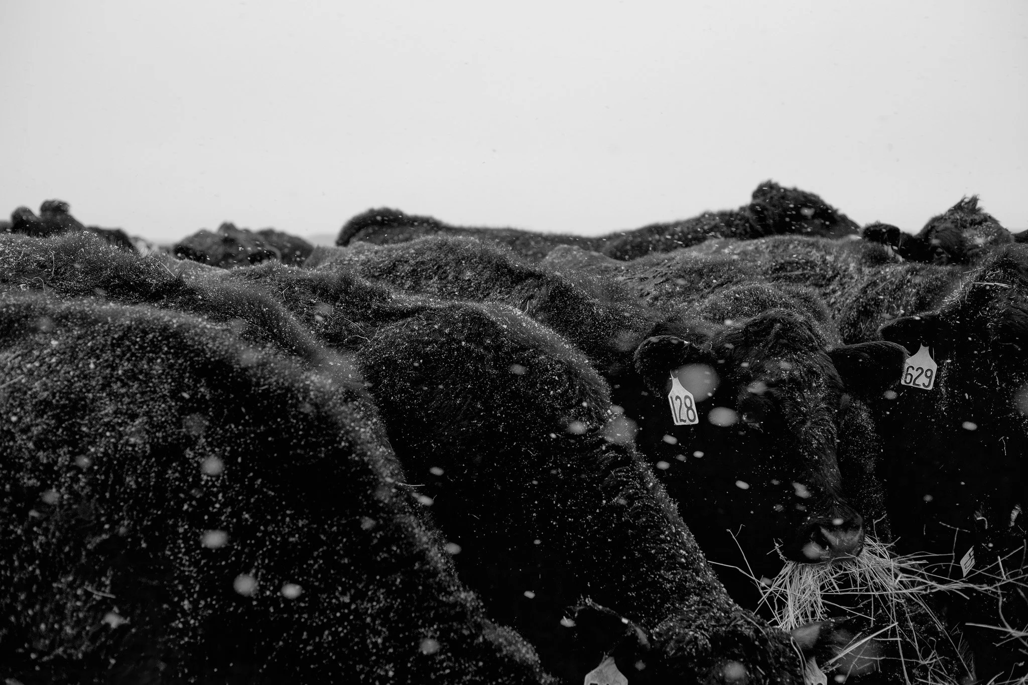 1W0A8044.jpg