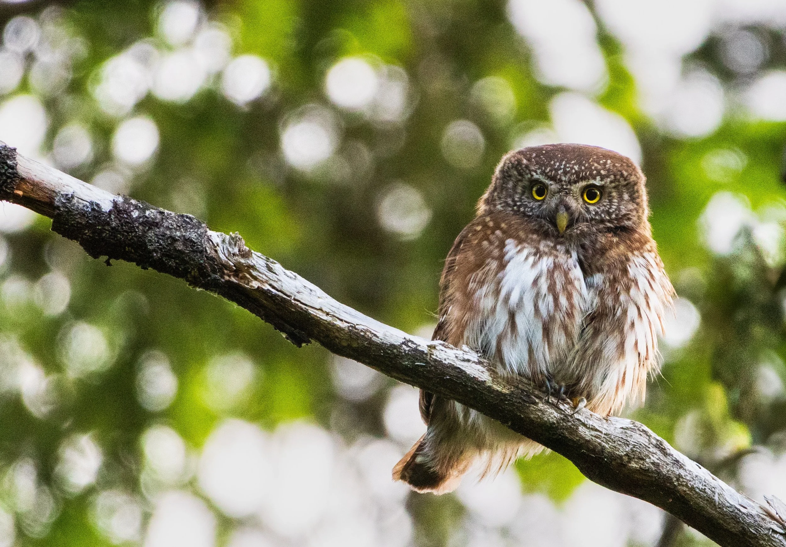 Spurveugla, den minste av uglene er dagaktiv