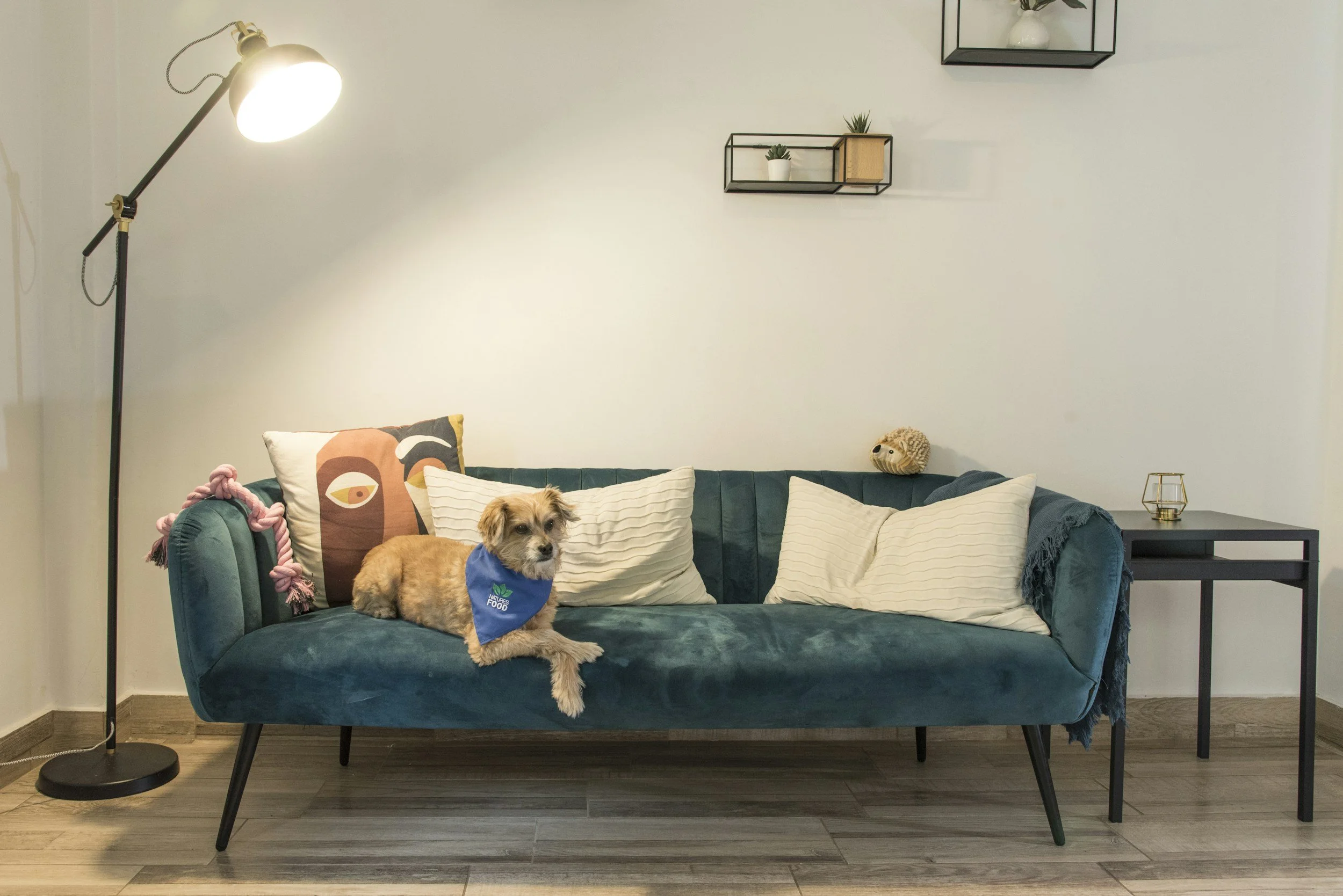 Small dog sitting with his paws crossed on a green couch