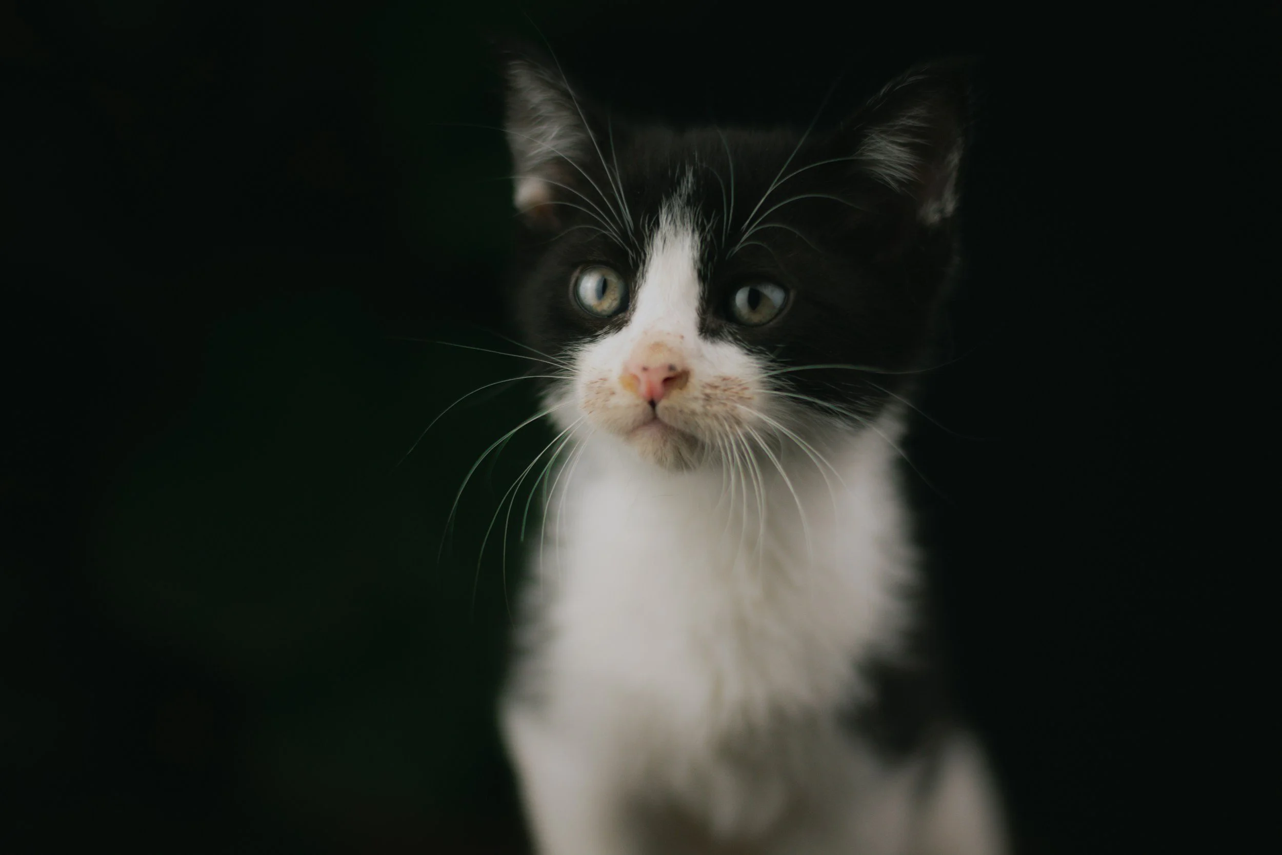 gatinho para adoção