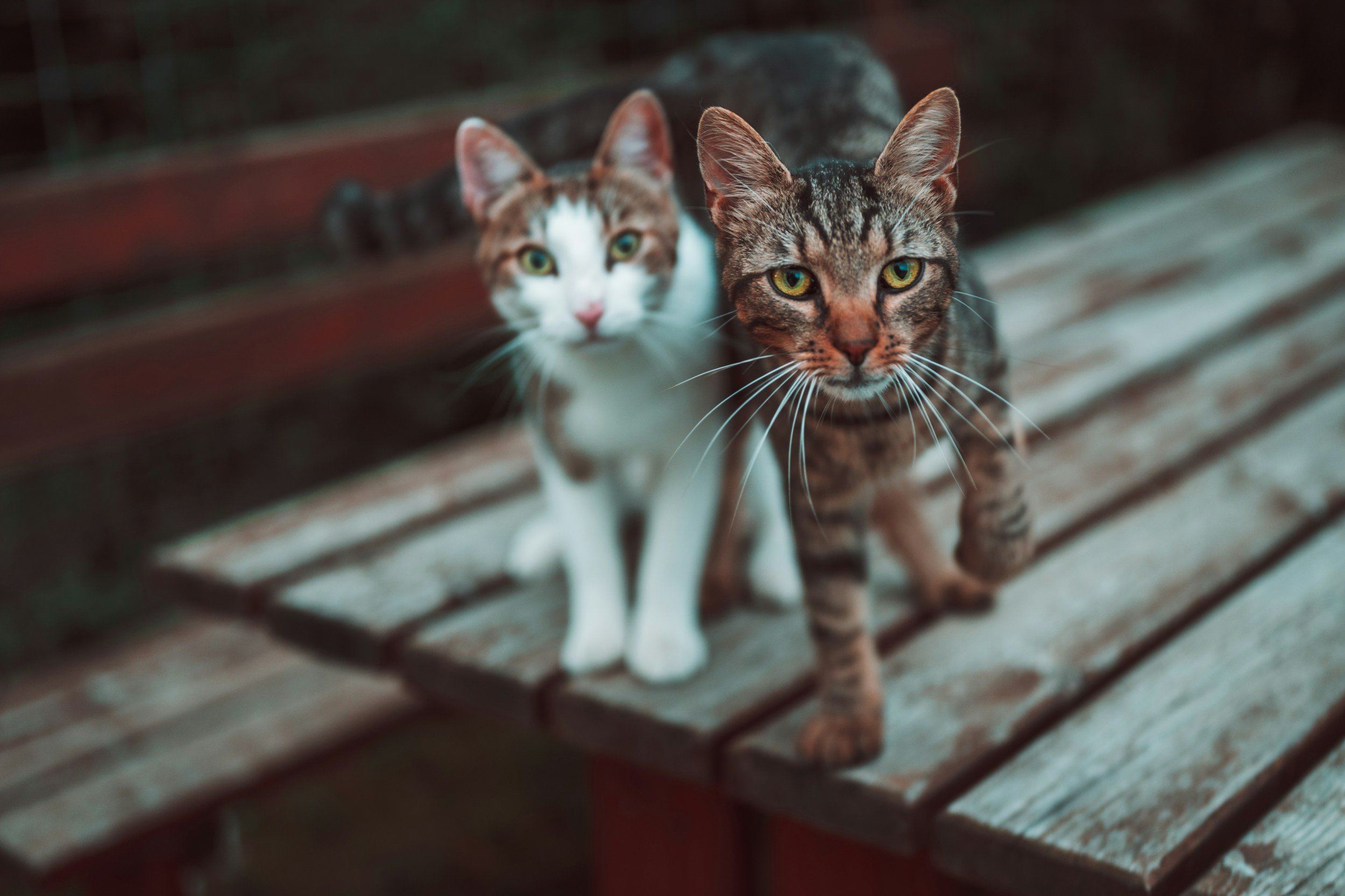 gatinhos para adoçāo