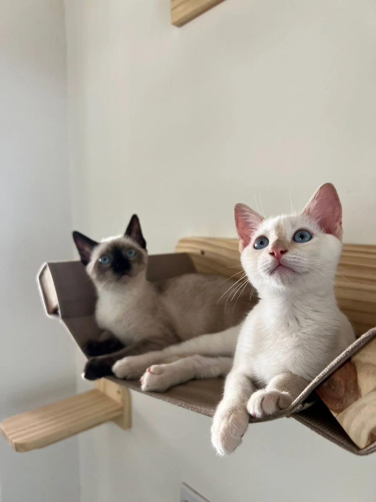 gatinhos filhotes para adoçāo conjunta