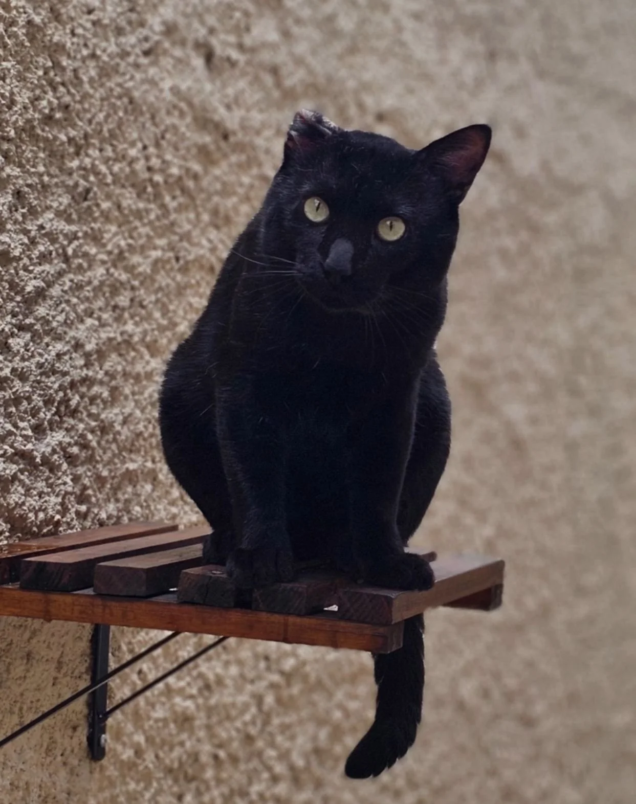 gatinho preto para adoçāo