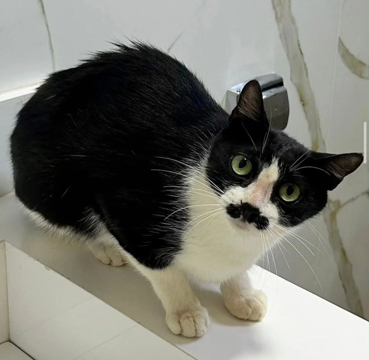 gatinha preta e branca para adoçāo