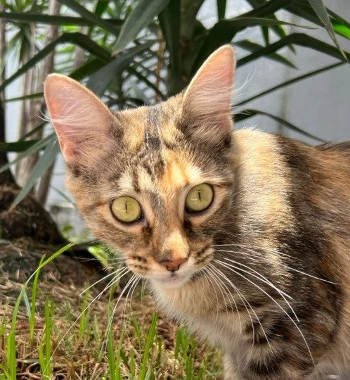 gatinha tigrada para adoçāo