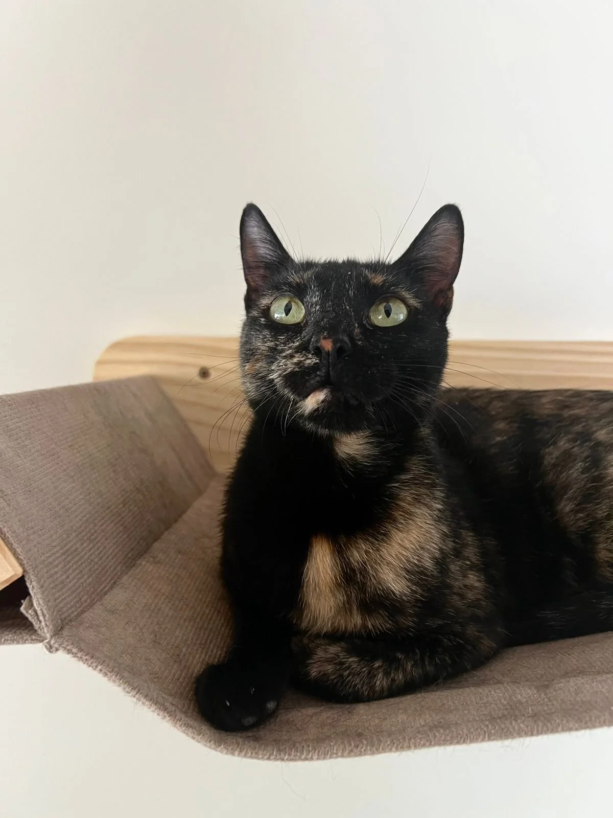 gatinha escaminha para adoçāo