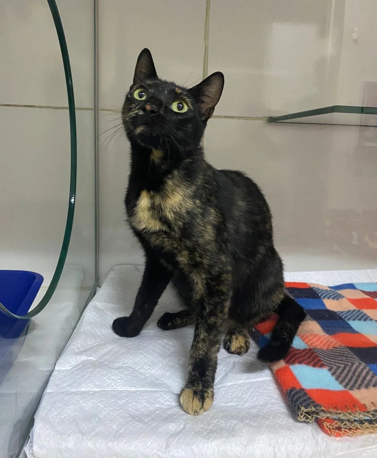 gatinha escaminha para adoçāo