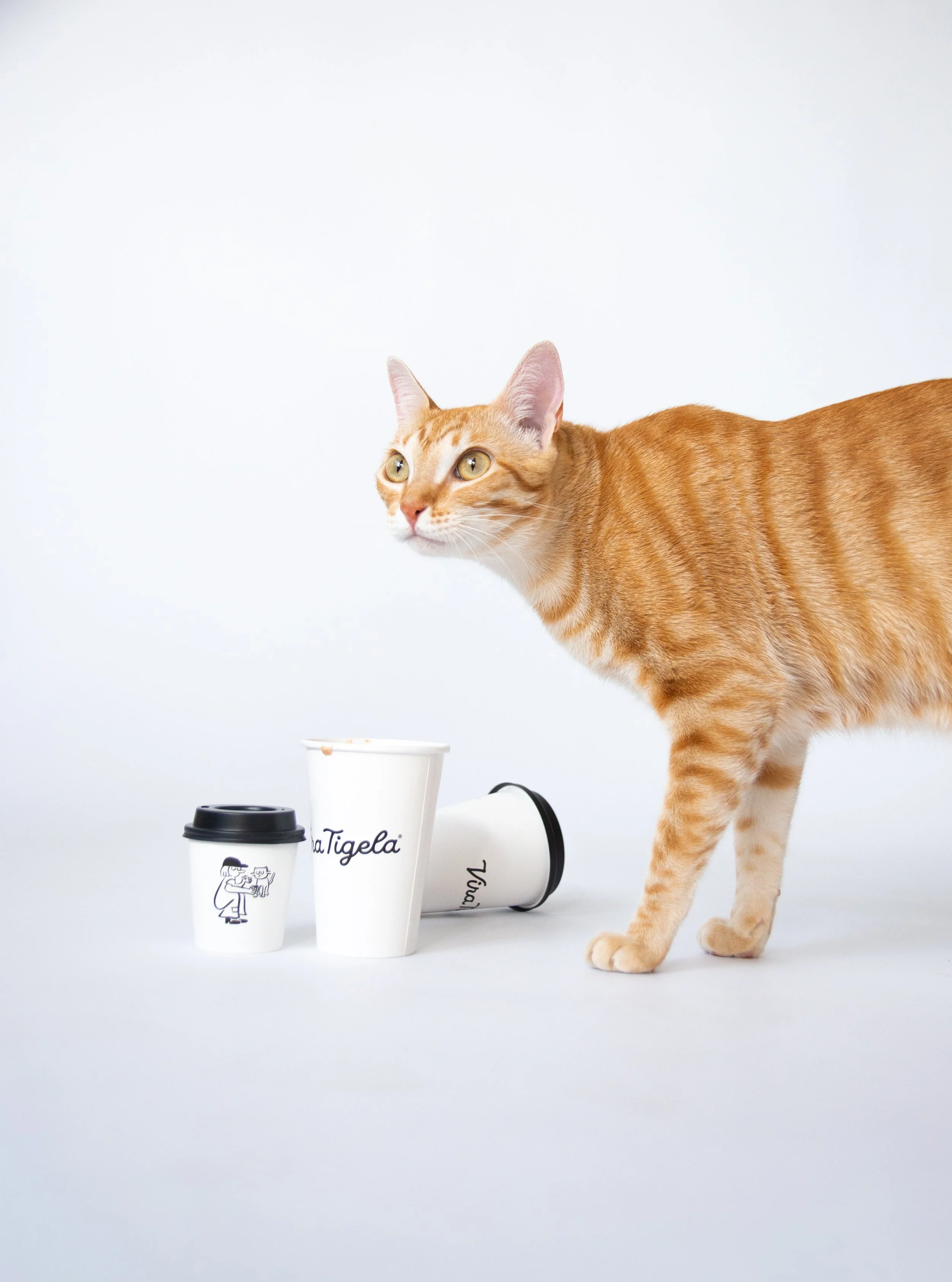 gato amarelo com copinhos de café