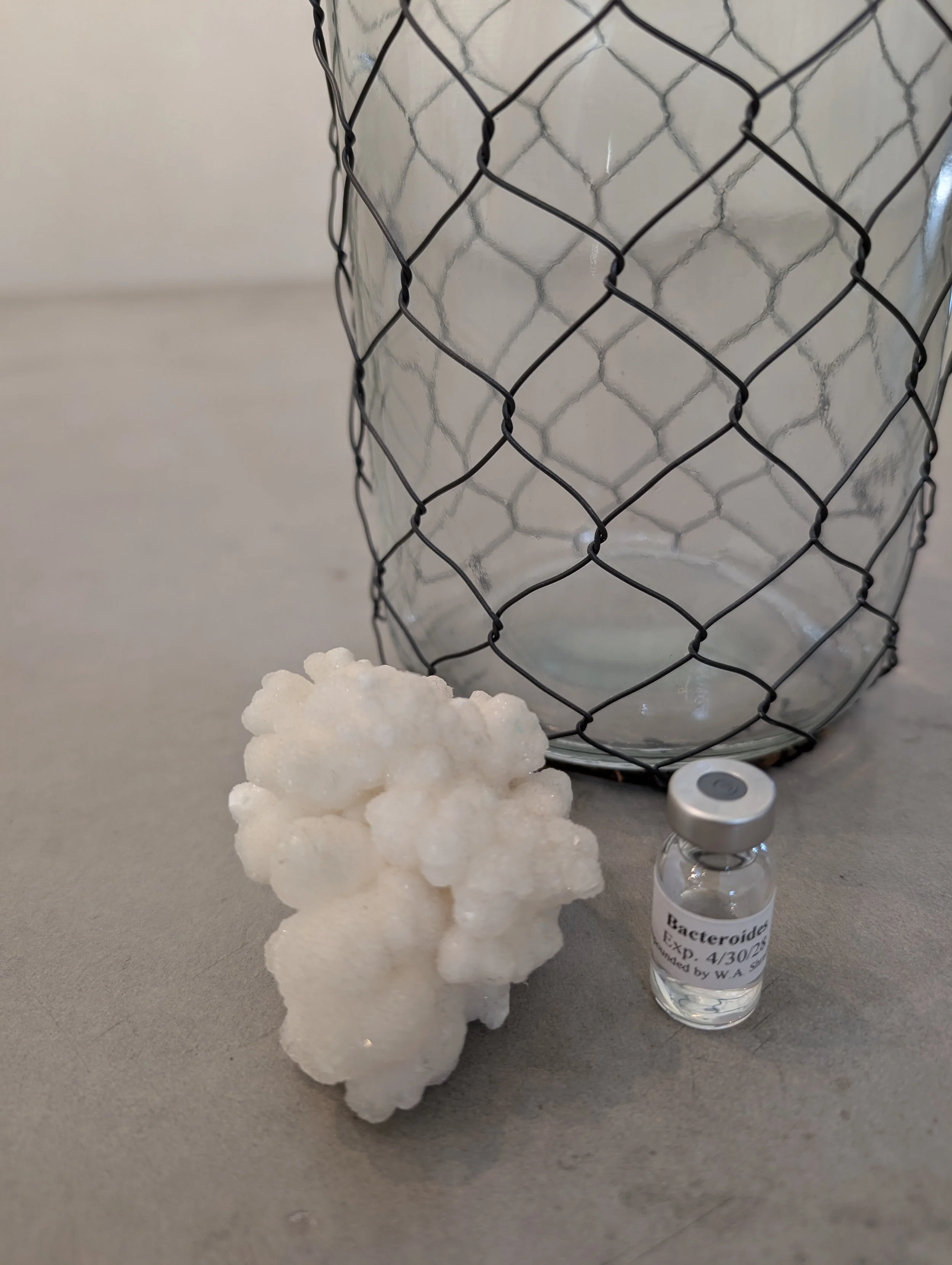 Bacterial Antigen - Bacteroides