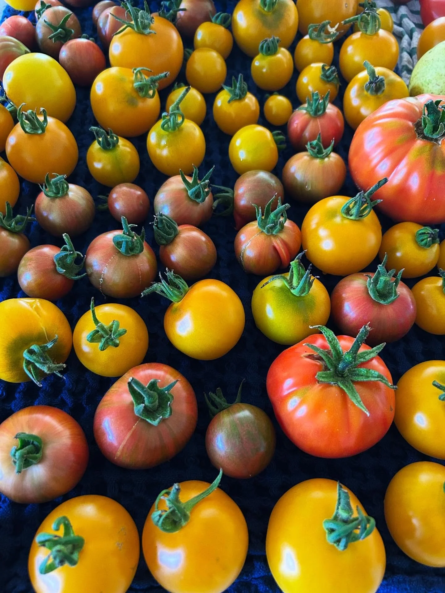 I love you from my head to-ma-toes 🍅