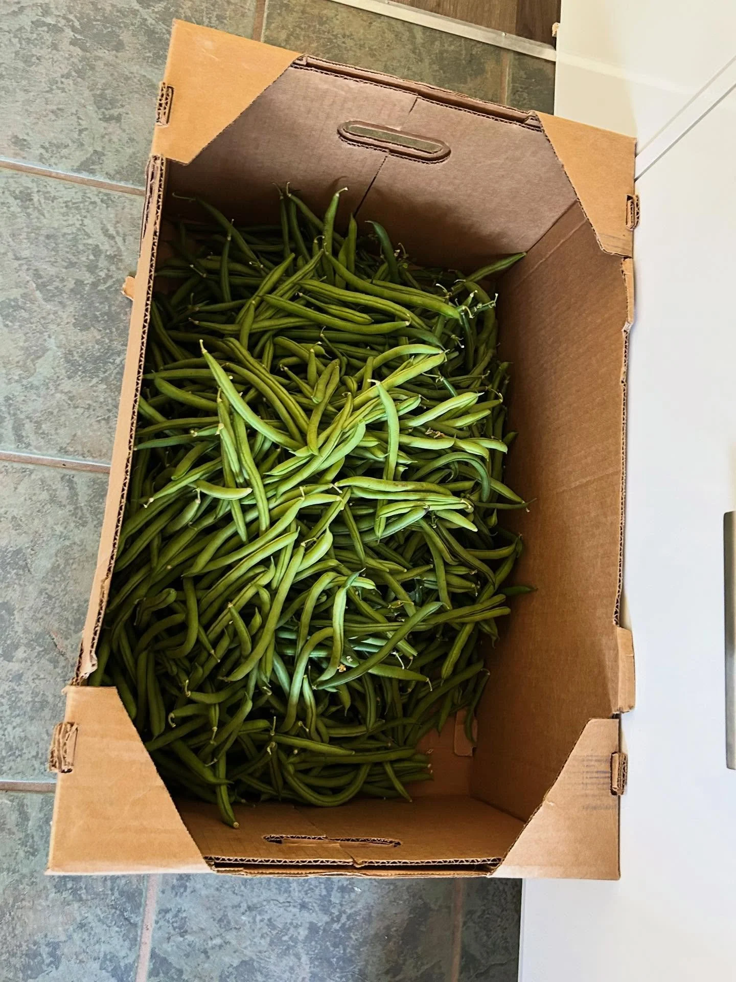 Just a wee bean harvest&hellip;