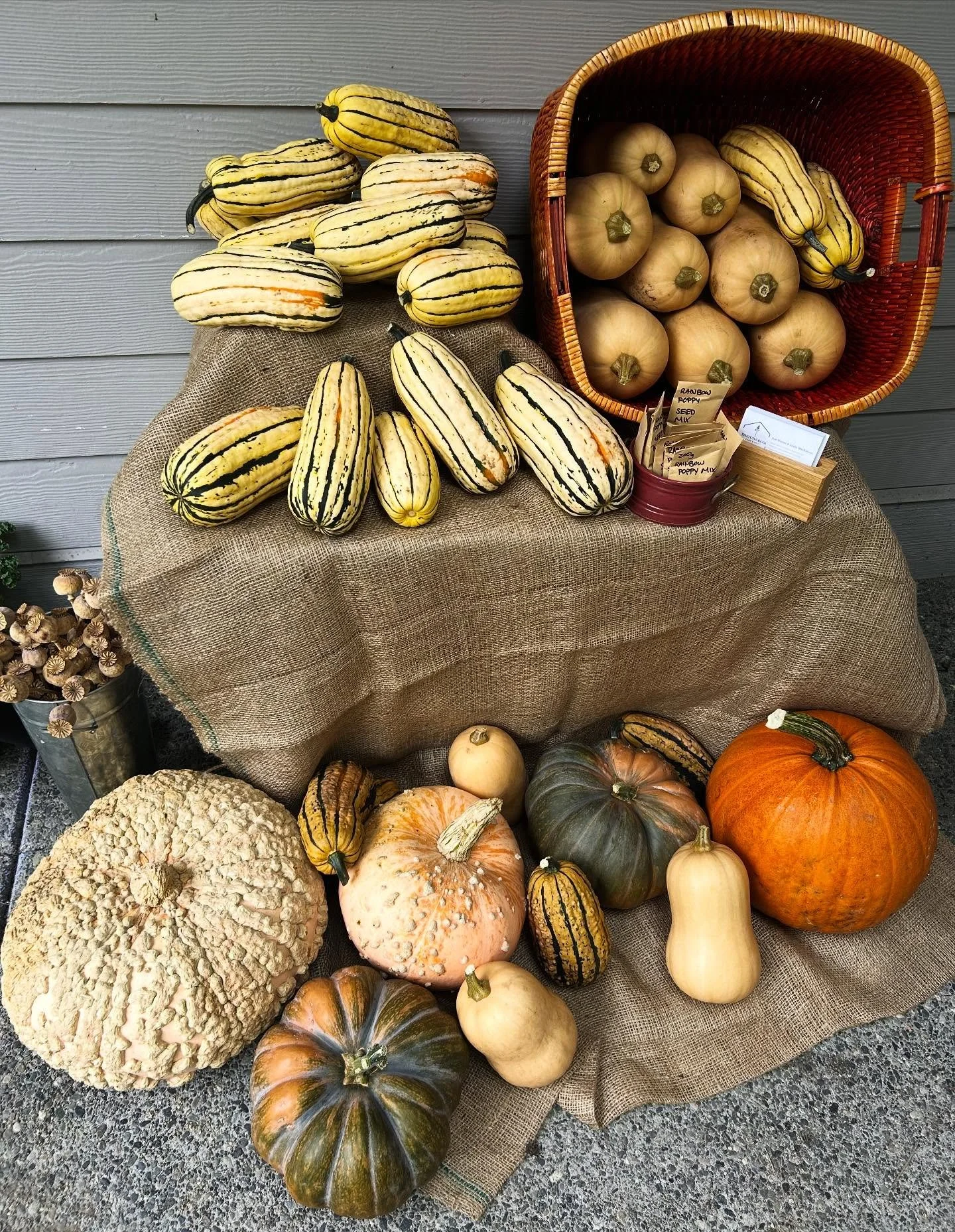 Hop on over to the farm to pick up your delicious delicatta and butternut squash, and our few remaining pumpkins! 🤤🎃🍁 (DM for address on Towner Park)