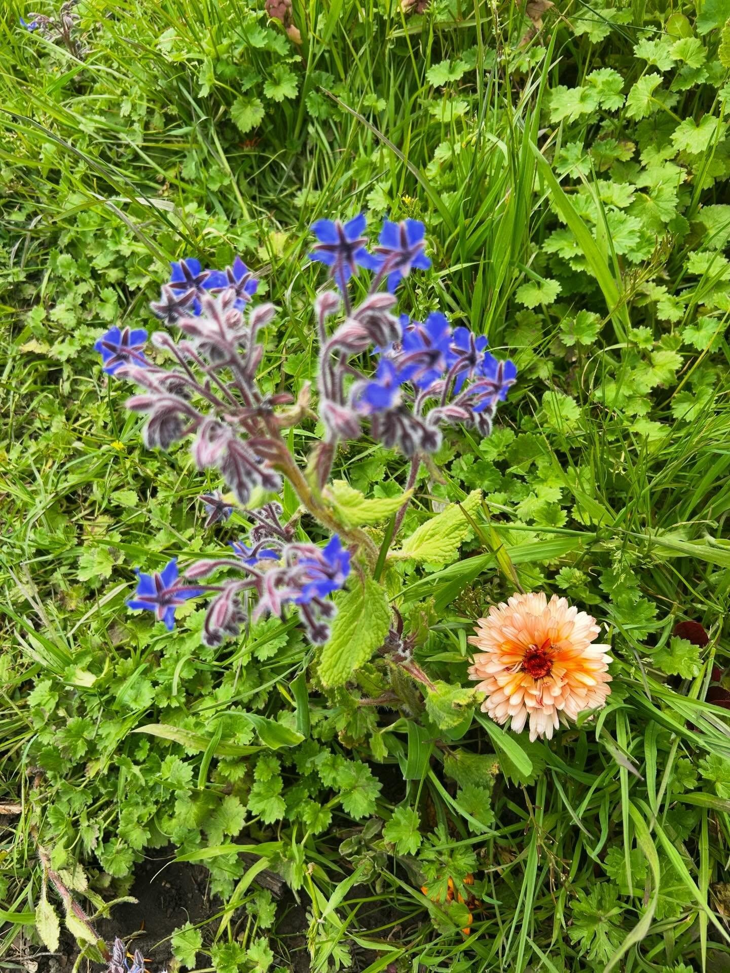 Life lately at the farm! Overwhelmed with ideas of things to share with our community- the process of setting up the orchard, crop plans and progress reports from the greenhouse, behind the scenes in the barn, major projects at the farm&hellip; ah!!!