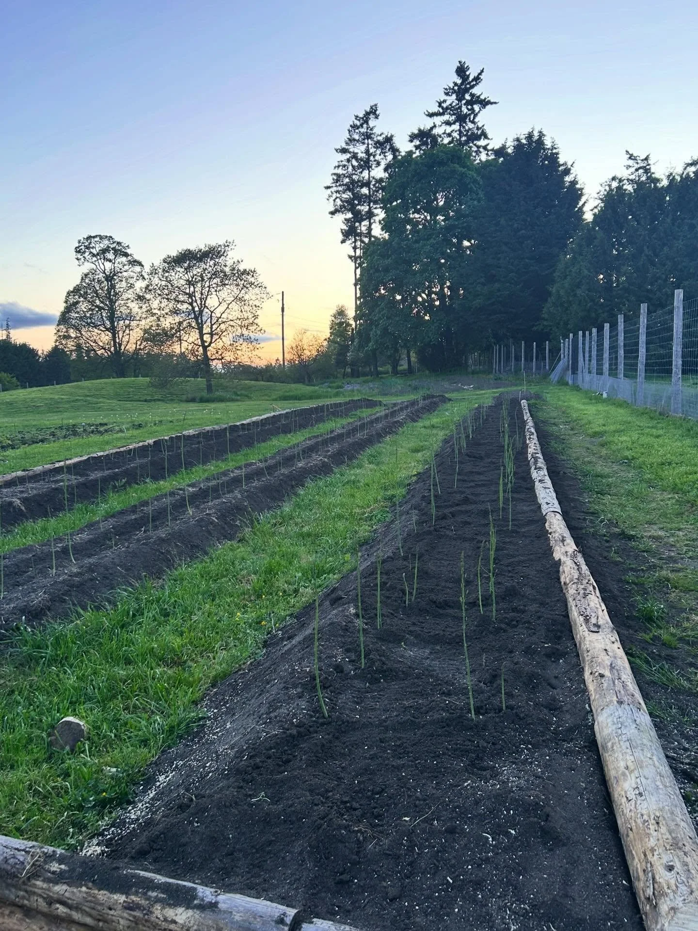 Asparagus transplant: ✅ Success!  Learning as we go and decided to fill in these walkways to make giant asparagus beds that don&rsquo;t need to be mowed, and trimming them with wood to help maintain the beds 🙌 we&rsquo;ve got ~700 plants in, so hope