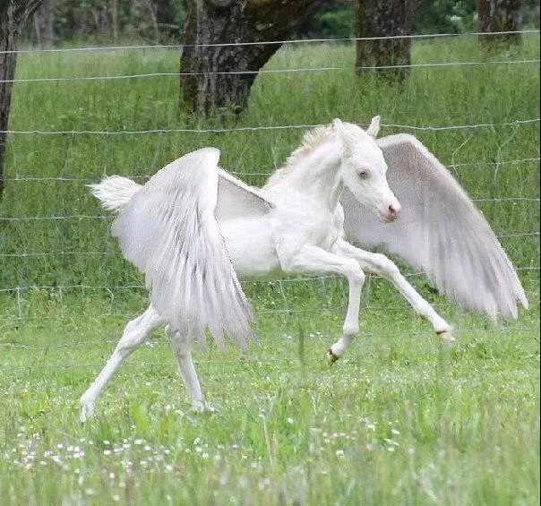 pegasus.jpg