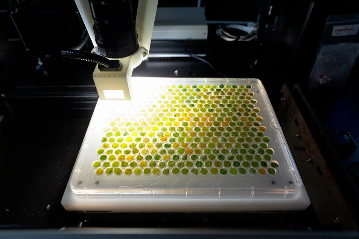 ‘HyperBird’ spots grape diseases before they’re visible