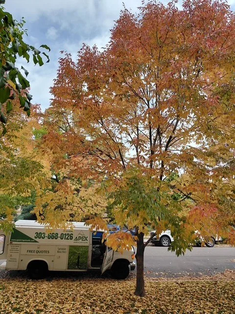 A large tree with colorful autumn leaves in shades of orange, yellow, and red beside a street, with a tree service vehicle parked underneath and a few cars in the background.
