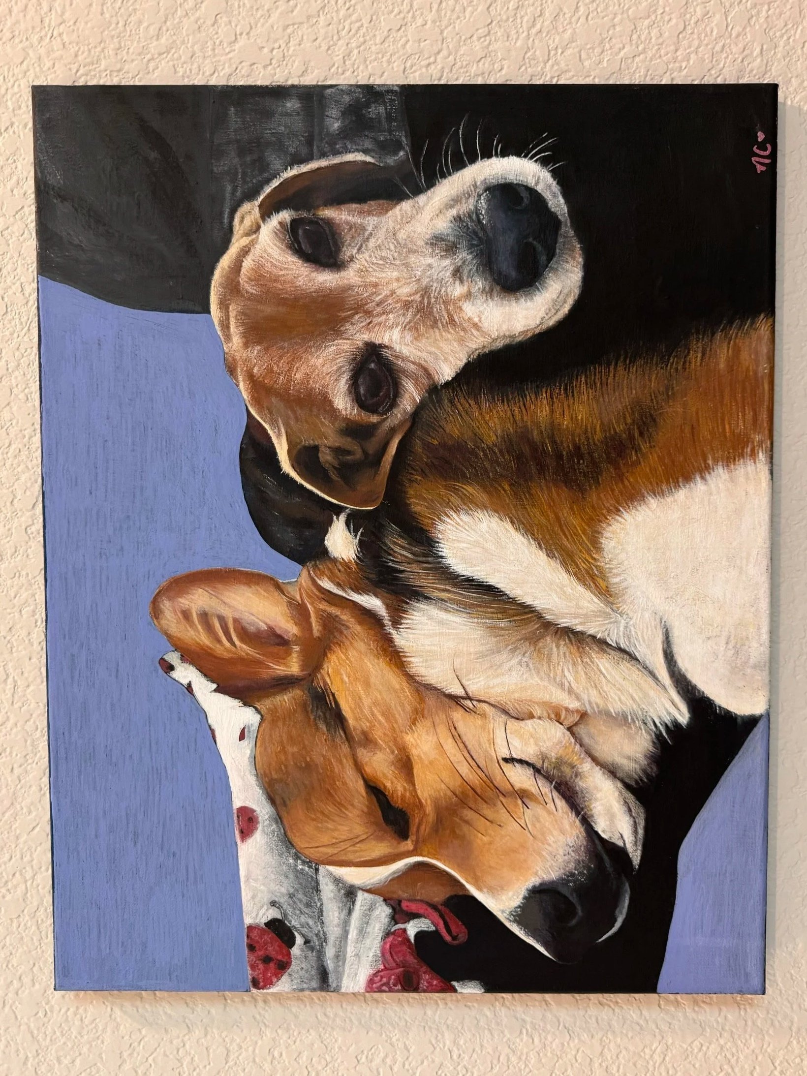 dogs2.jpg