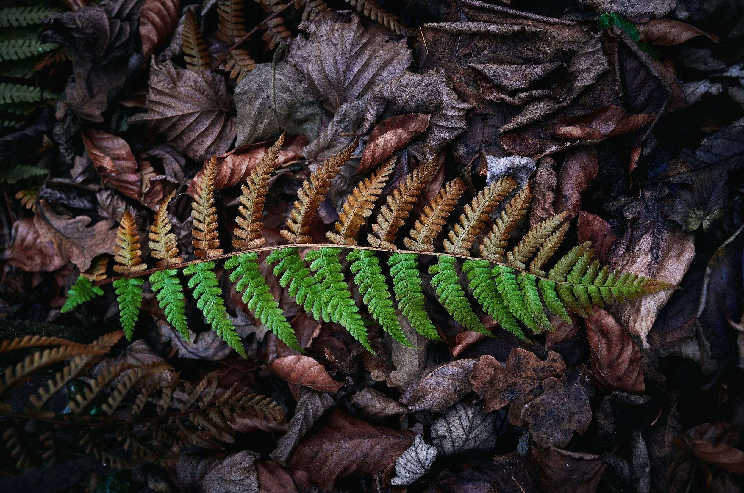 seasons of the soul