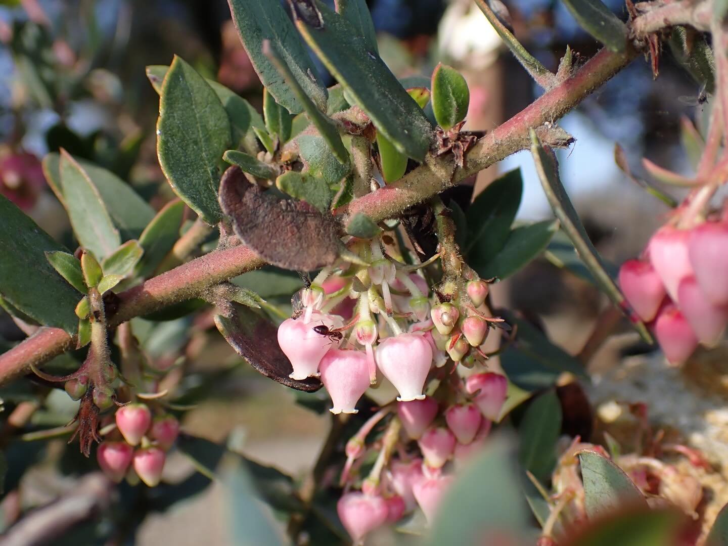 Plant of the Week:

Arctostaphylos pajaroensis, Pajaro Manzanita

We are staying in the theme of winter blooms and highlighting a narrow endemic from the Pajaro Hills of Monterey County this week. Its entire native distribution occupies only a few sq