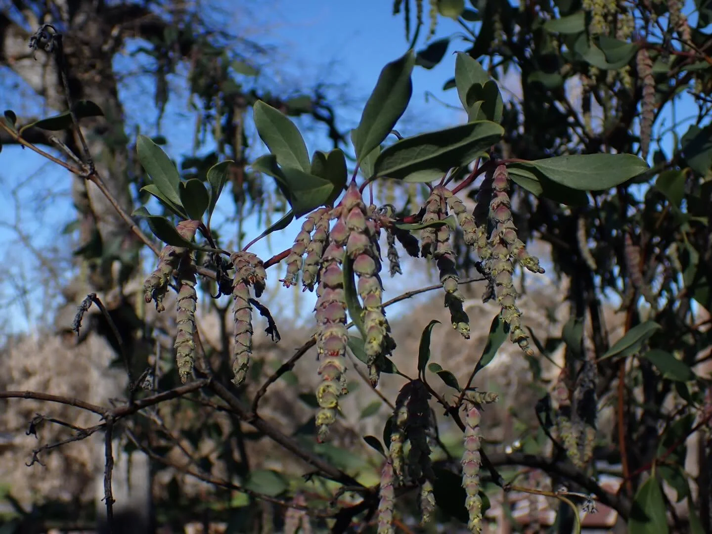 Plant of the week:

Garrya fremontii, Silktassel

Going with another perennial evergreen this time, Garrya is the type genus for the small family Garryaceae, with close relatives not only in California but in East Asia. Fremont silktassel are found i