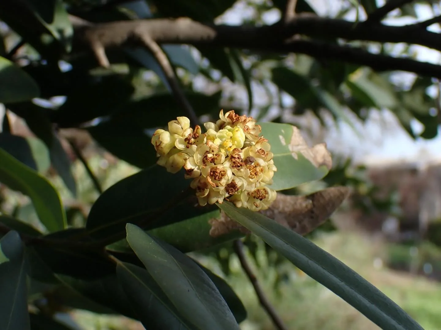 Plant of the Week: 

Umbellularia californica, California Bay Laurel

Blooming beautifully now in the foothills, sometimes so conspicuous you may not notice them. Umbellularia californica is our only native member of the laurel family in California. 
