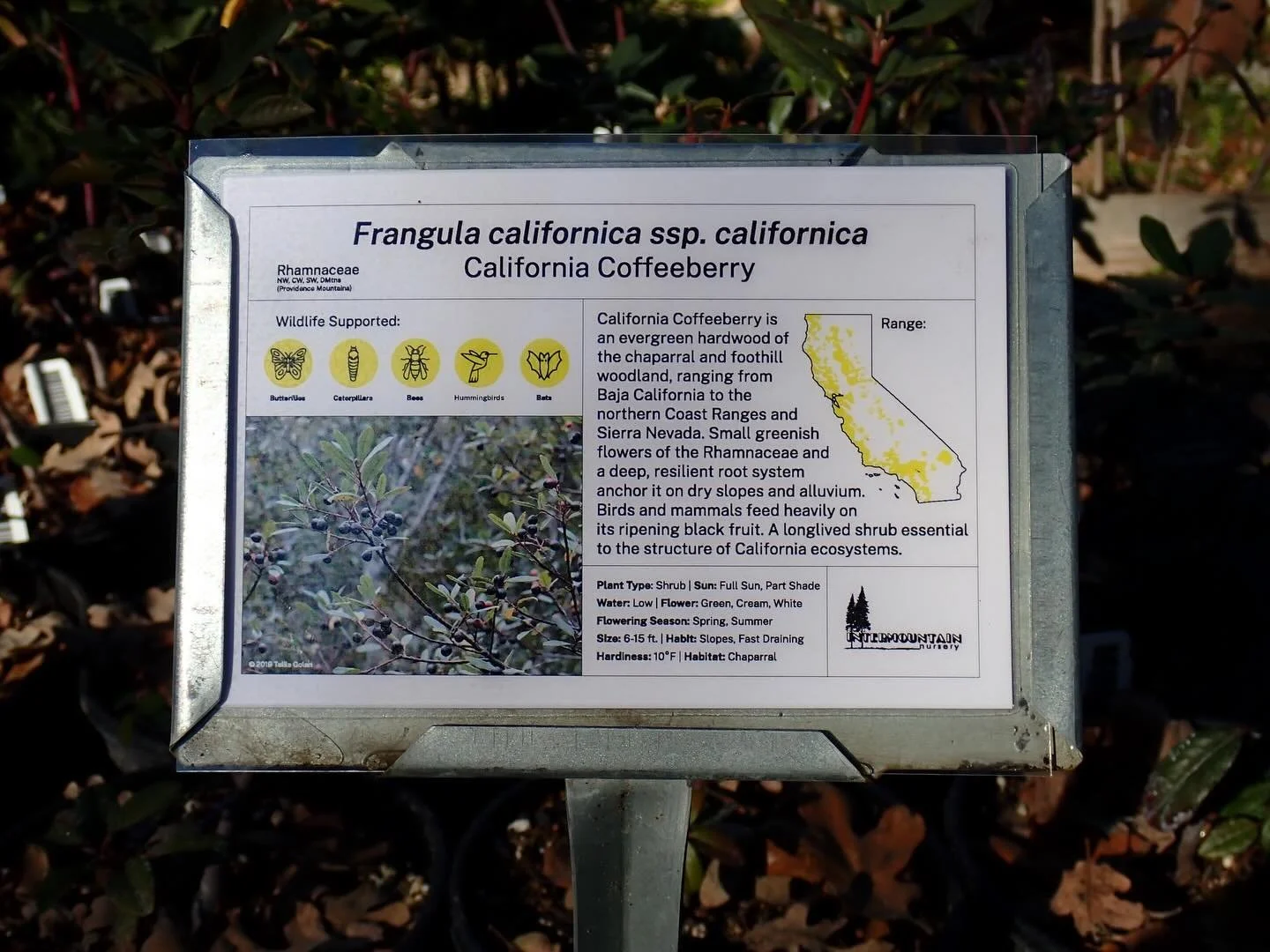 📰 THIS WEEK:  1-3: Plant appreciation; the artist formerly known as Rhamnus. Frangula californica, the Coffeeberry! It&rsquo;s one of our favorite chaparral characters, a woody shrub nice for both restoration and California native plant gardens. A s