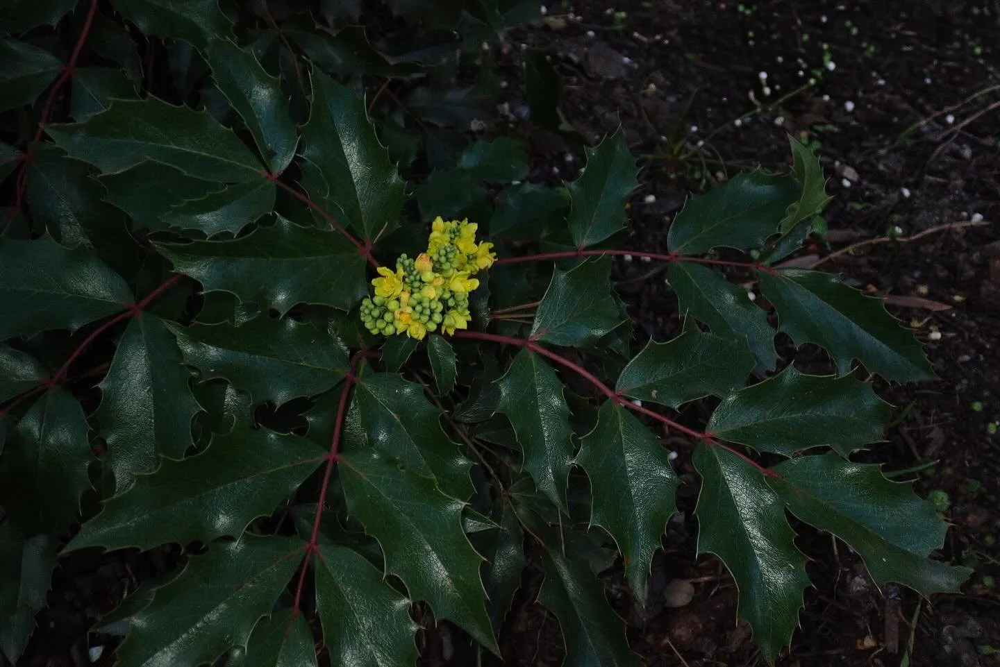 Plant of the Week:  Berberis aquifolium, Oregon Grape  Oregon grapes might not be the most recognizable shrubs in the Sierra, but they deserve a closer look next time you&rsquo;re out poking around! The lineage goes back millions of years, meaning th