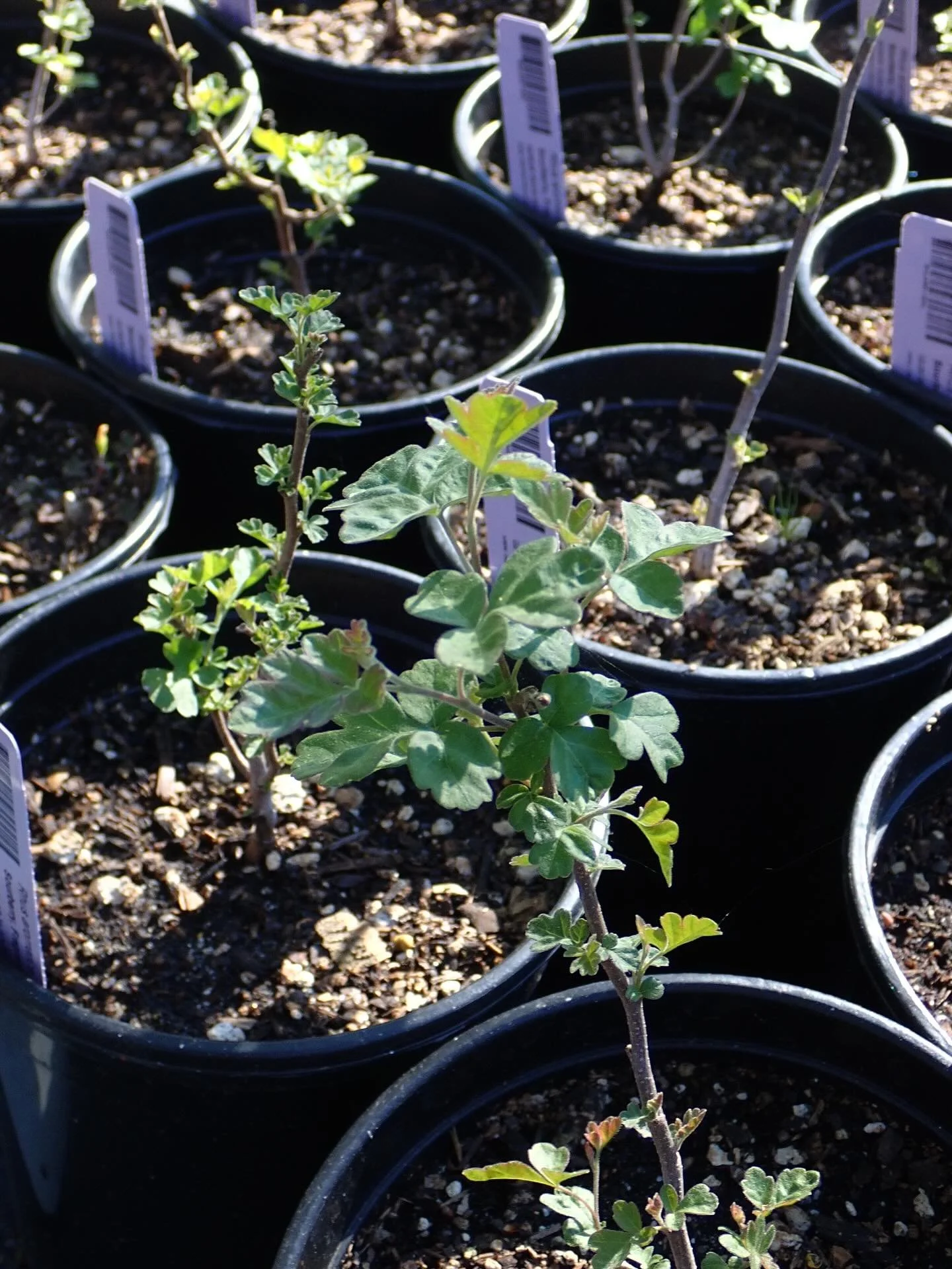 HAPPY SPRING 🌱

Welcome to the spring season (even if it&rsquo;s been feeling like summer the last few days) and we&rsquo;re also celebrating six months of being back open for retail today!

Come by this weekend and check out a fresh selection of Ca