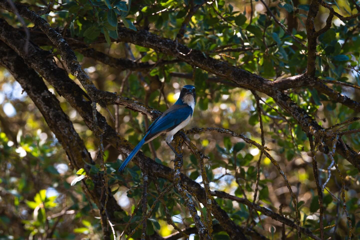 WEEKEND at INTERMOUNTAIN 🏕️

We have some fun community events this weekend at the nursery! Come by this Saturday, March 28th to help support nursery ops as well as our ecological goals on the property. These efforts will contribute to habitat resil
