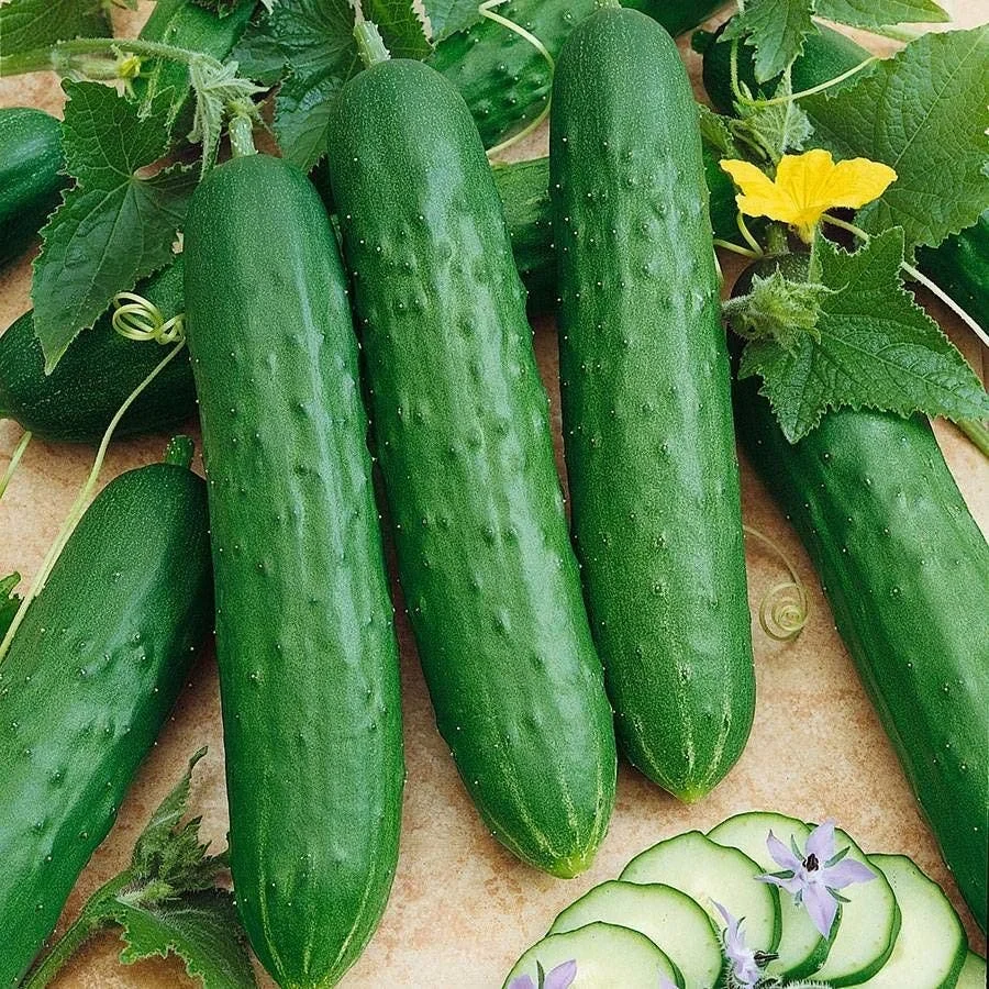 Cucumber "Salad Slicer" -Organic
